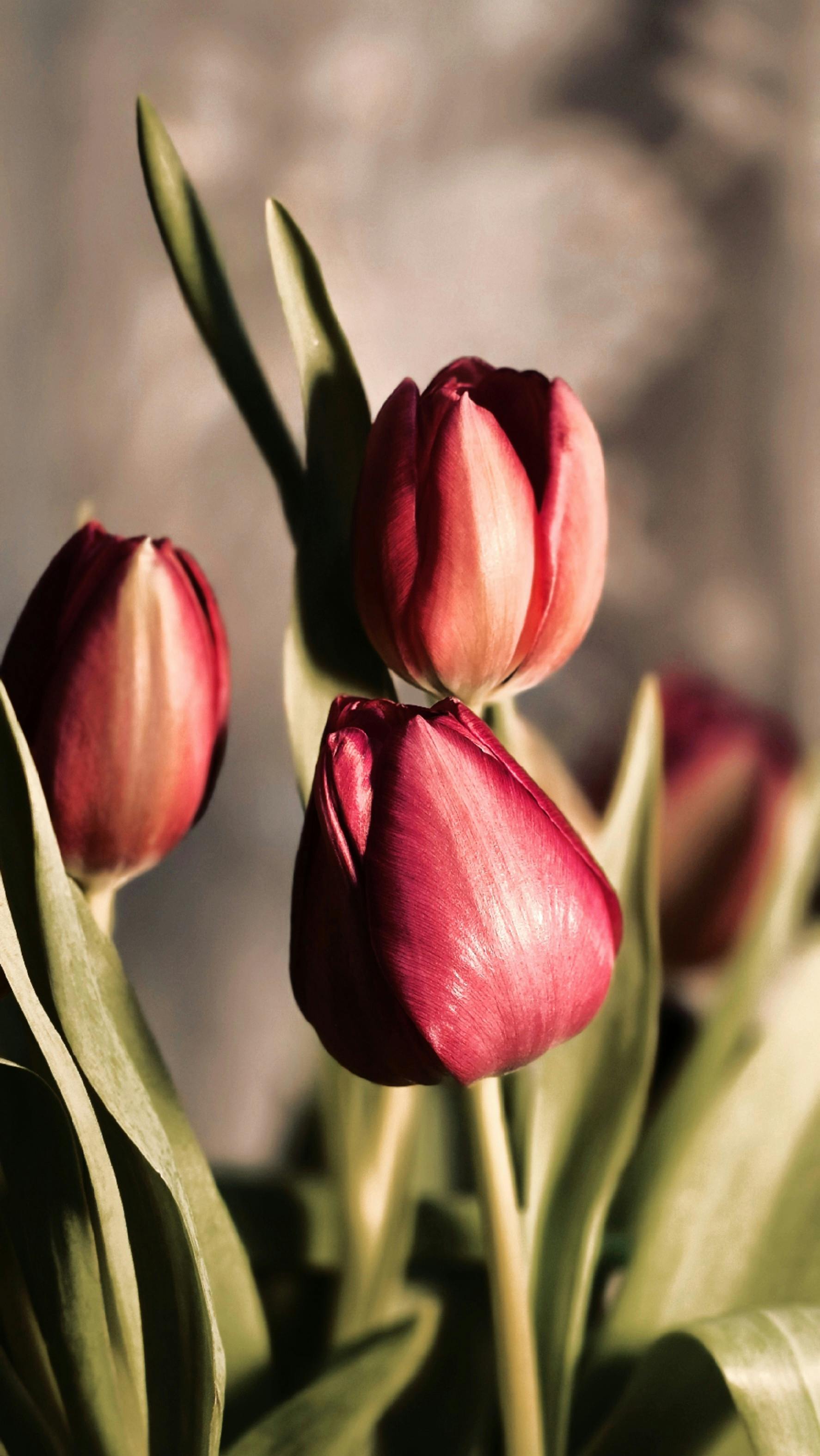 Kostnadsfria Närbild av livfulla röda tulpaner upplysta av mjukt solljus, som visar upp naturens skönhet. Stock foto