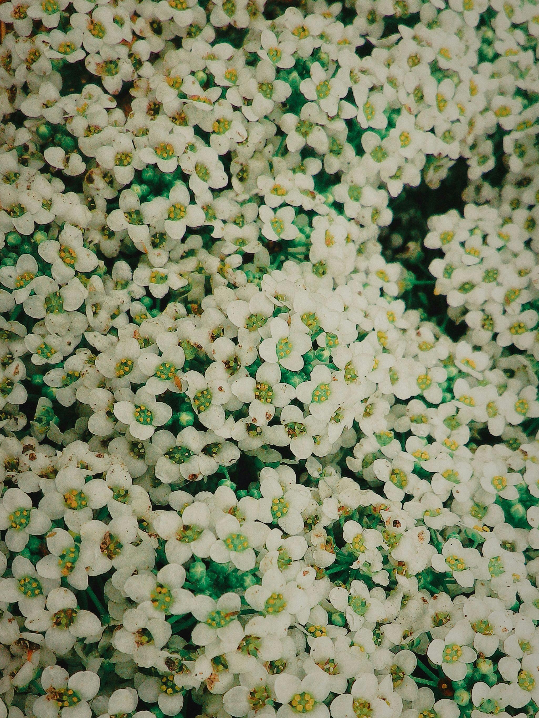 [ColoSach]-a-detailed-close-up-shot-of-blooming-white-alyssum-flowers,-showcasing-nature's-intricate-beauty.