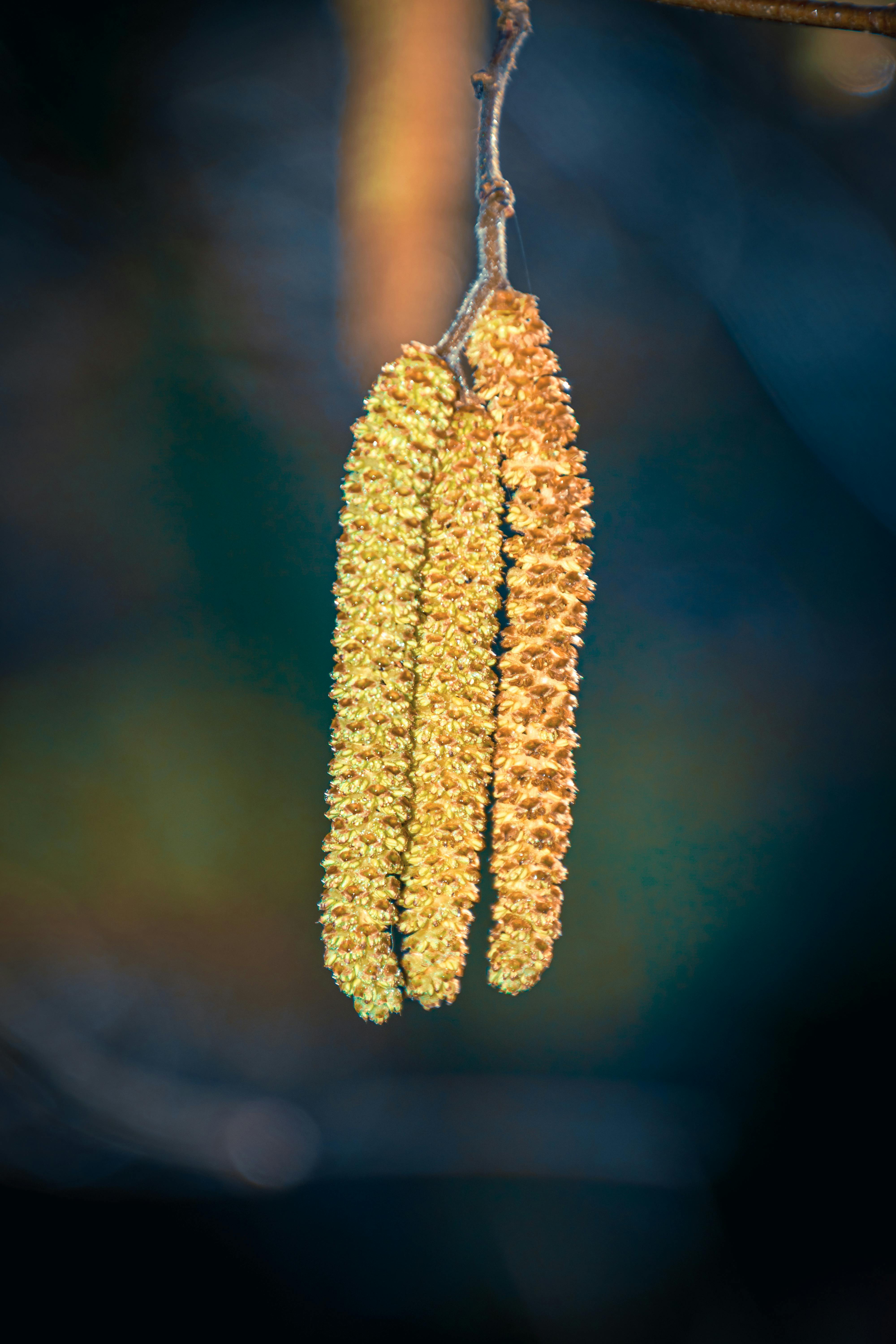 Kostnadsfria Detaljerad bild av blommande hasselnötshängen mot en suddig bakgrund i Coesfeld, NRW. Stock foto
