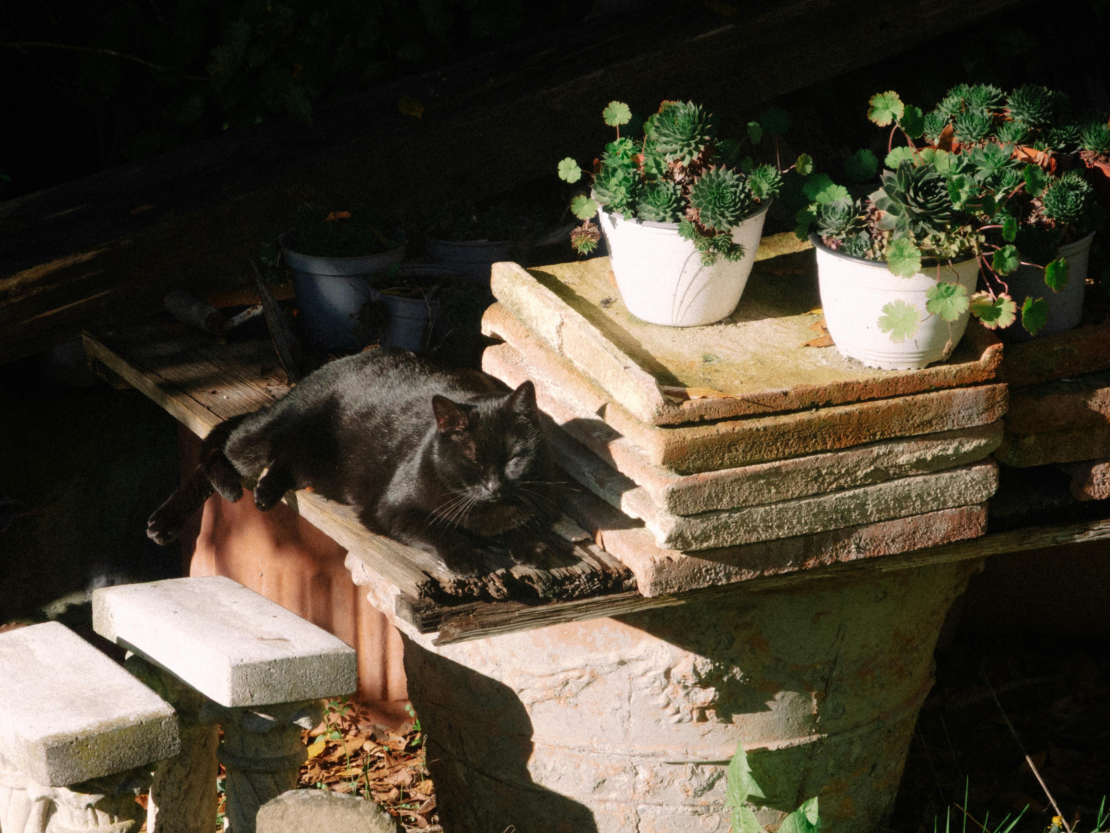 無料 屋外の庭の植物に囲まれた素朴な台の上でくつろぐ黒猫。 写真素材