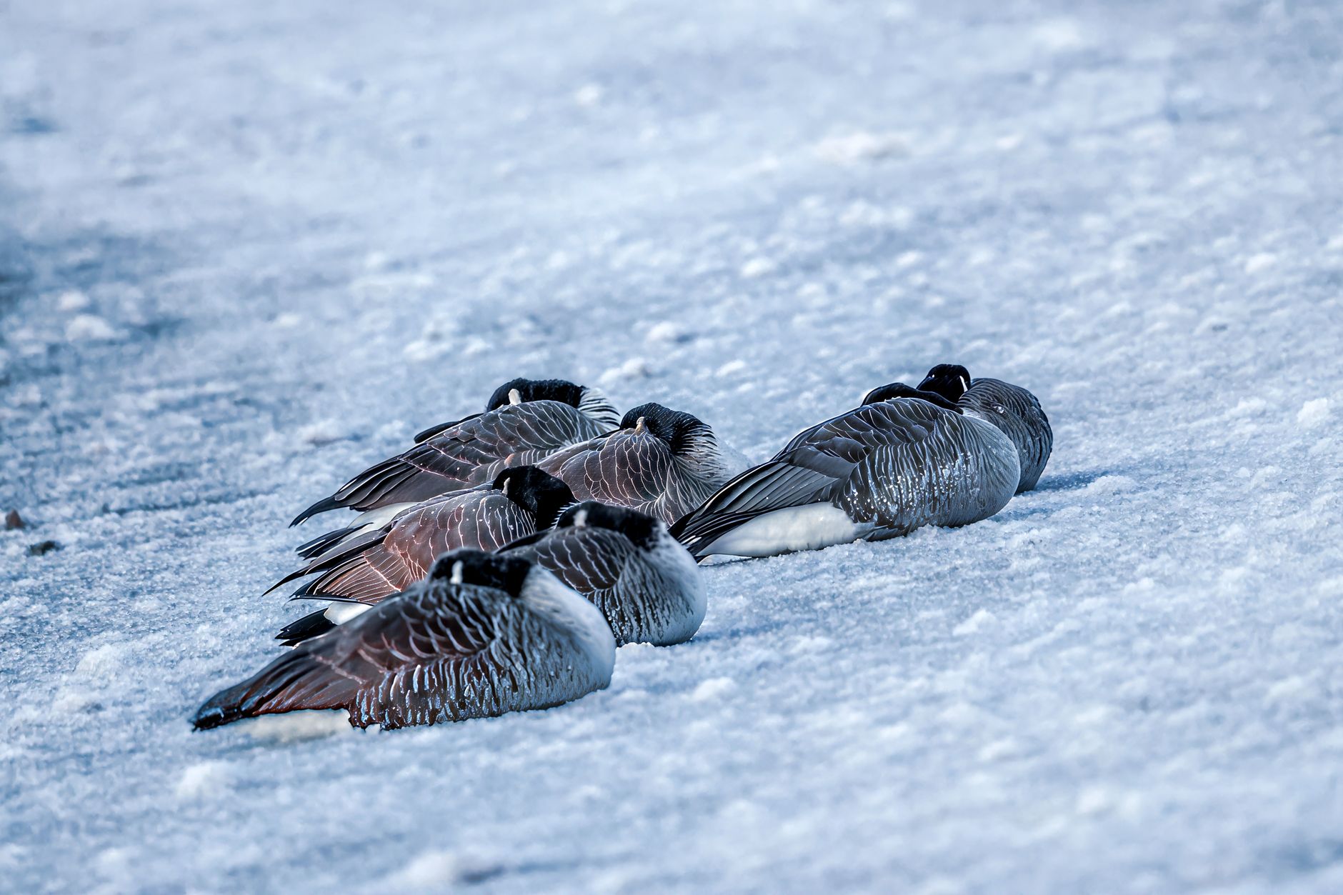 A serene scene of geese sleeping on snow in Stamford, capturing the tranquility of winter.