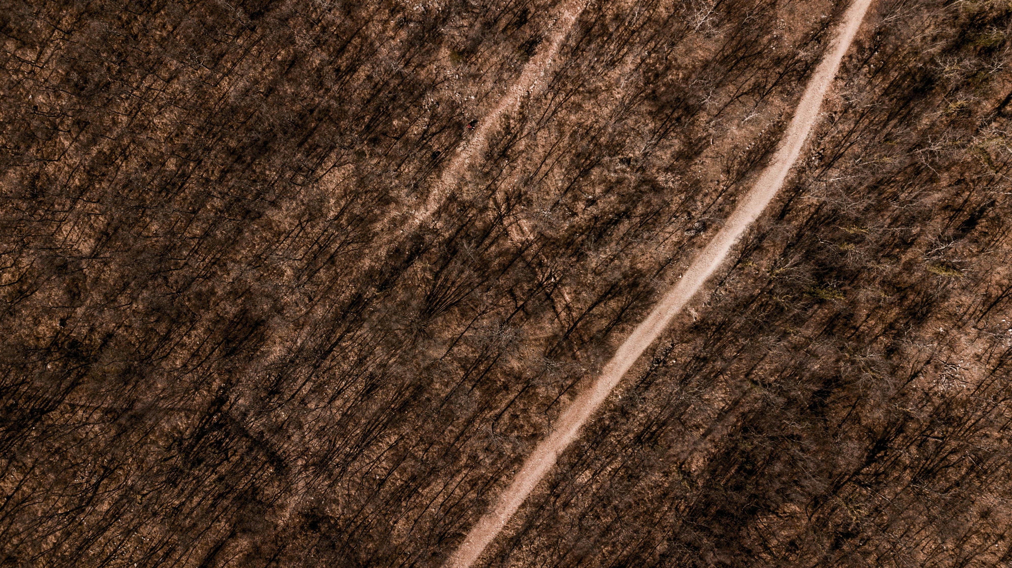 De franc Vista aèria d'un camí estret que travessa un bosc sense fulles a principis de primavera. Foto d'estoc