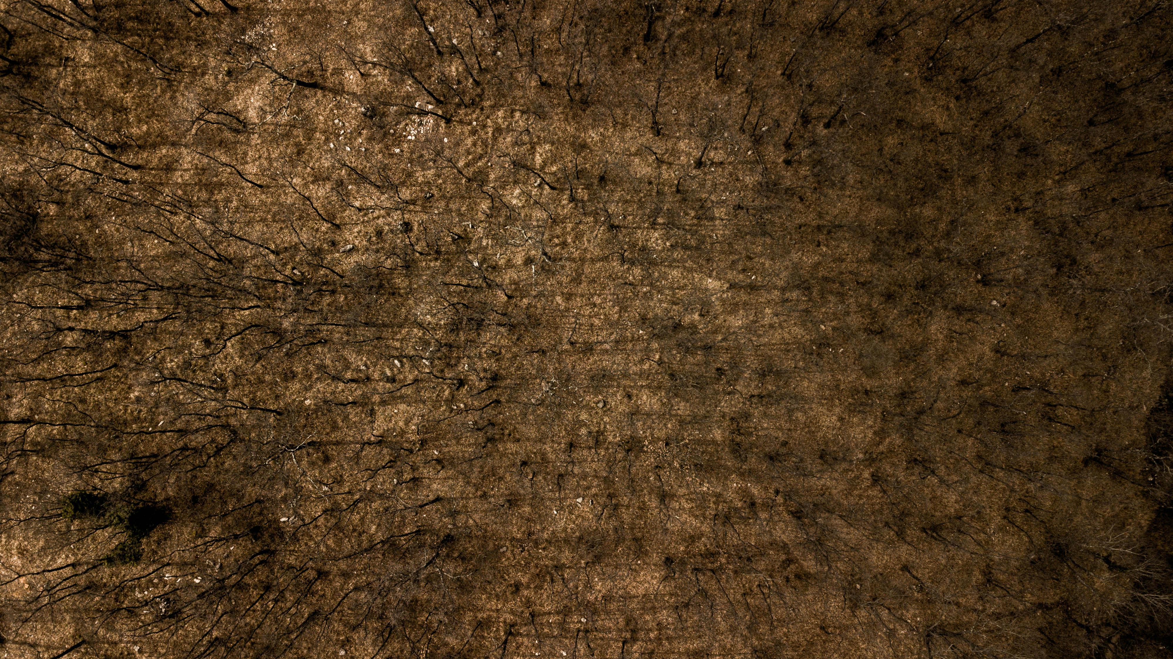 Δωρεάν Αεροφωτογραφία ενός άγονου δάσους με καφέ αποχρώσεις, τραβηγμένη τον χειμώνα. Δεν υπάρχει χιόνι. Φωτογραφία από στοκ φωτογραφιών