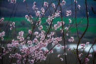 Blooming Peach Blossoms in Diyarbakır Landscape