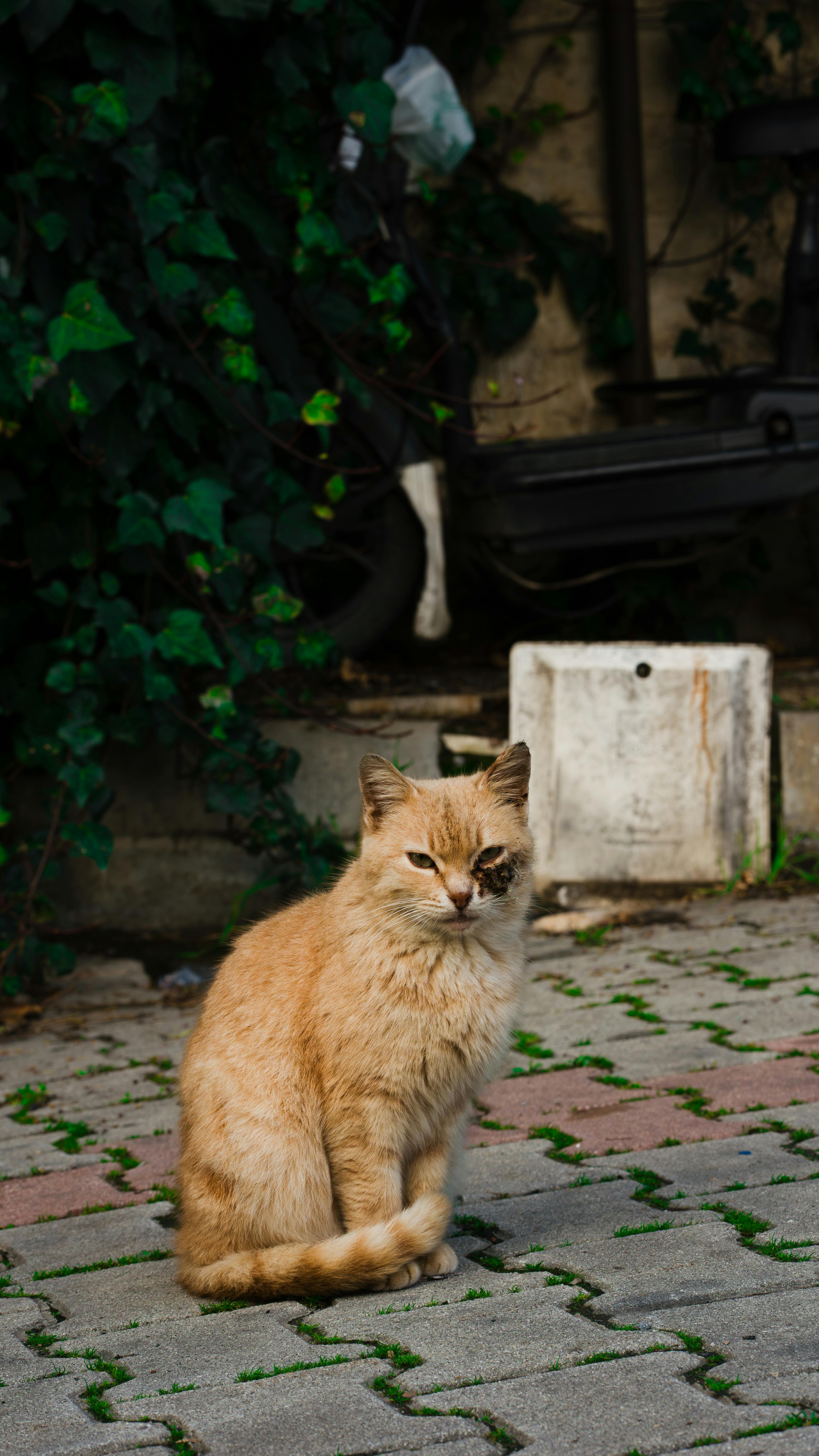 Безкоштовне Чарівний рудий кіт сидить на бруківці в оточенні зелені в міському середовищі. стокове фото