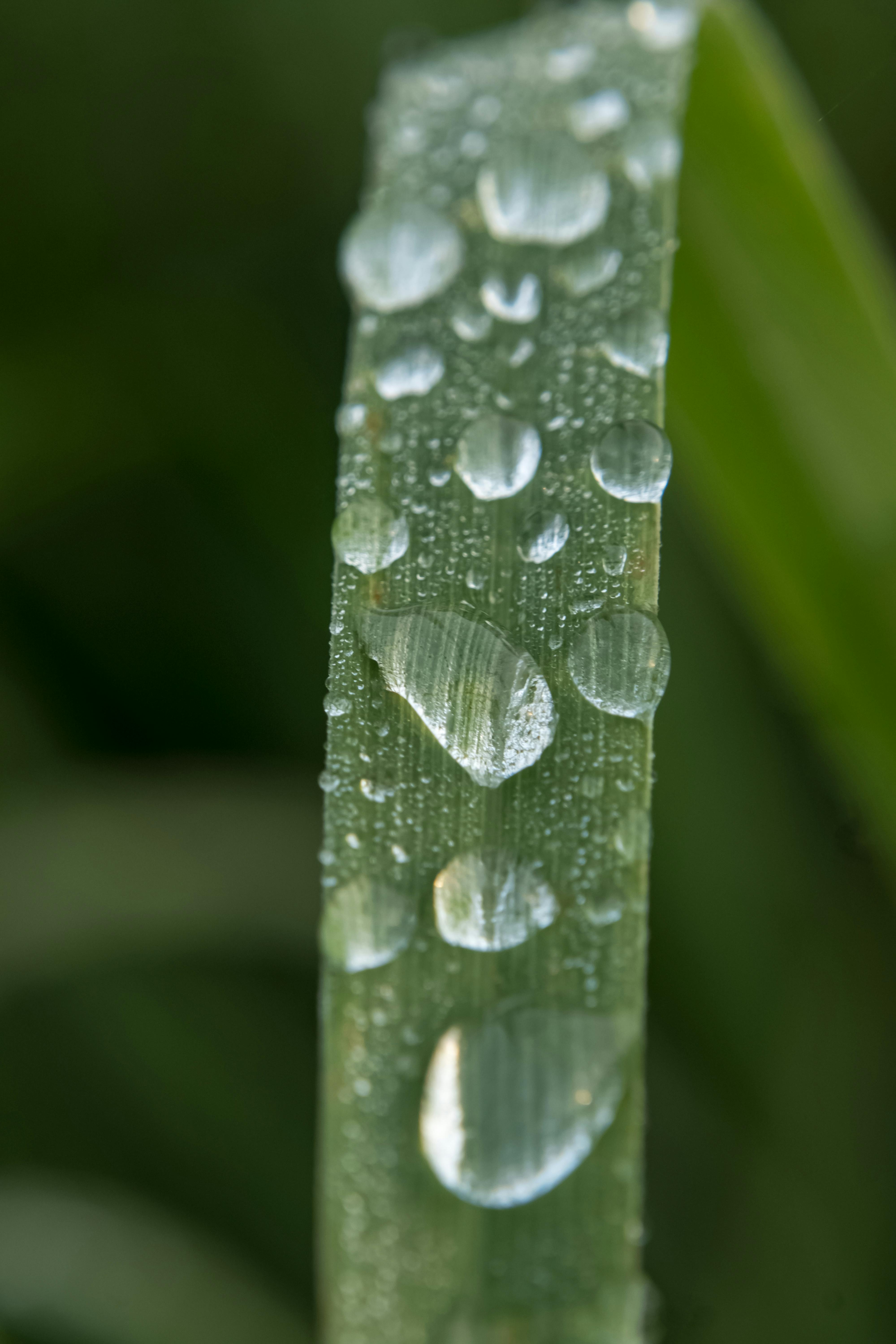 Miễn phí Ảnh cận cảnh những giọt sương long lanh trên chiếc lá xanh, ghi lại vẻ tươi mát của thiên nhiên. Ảnh lưu trữ