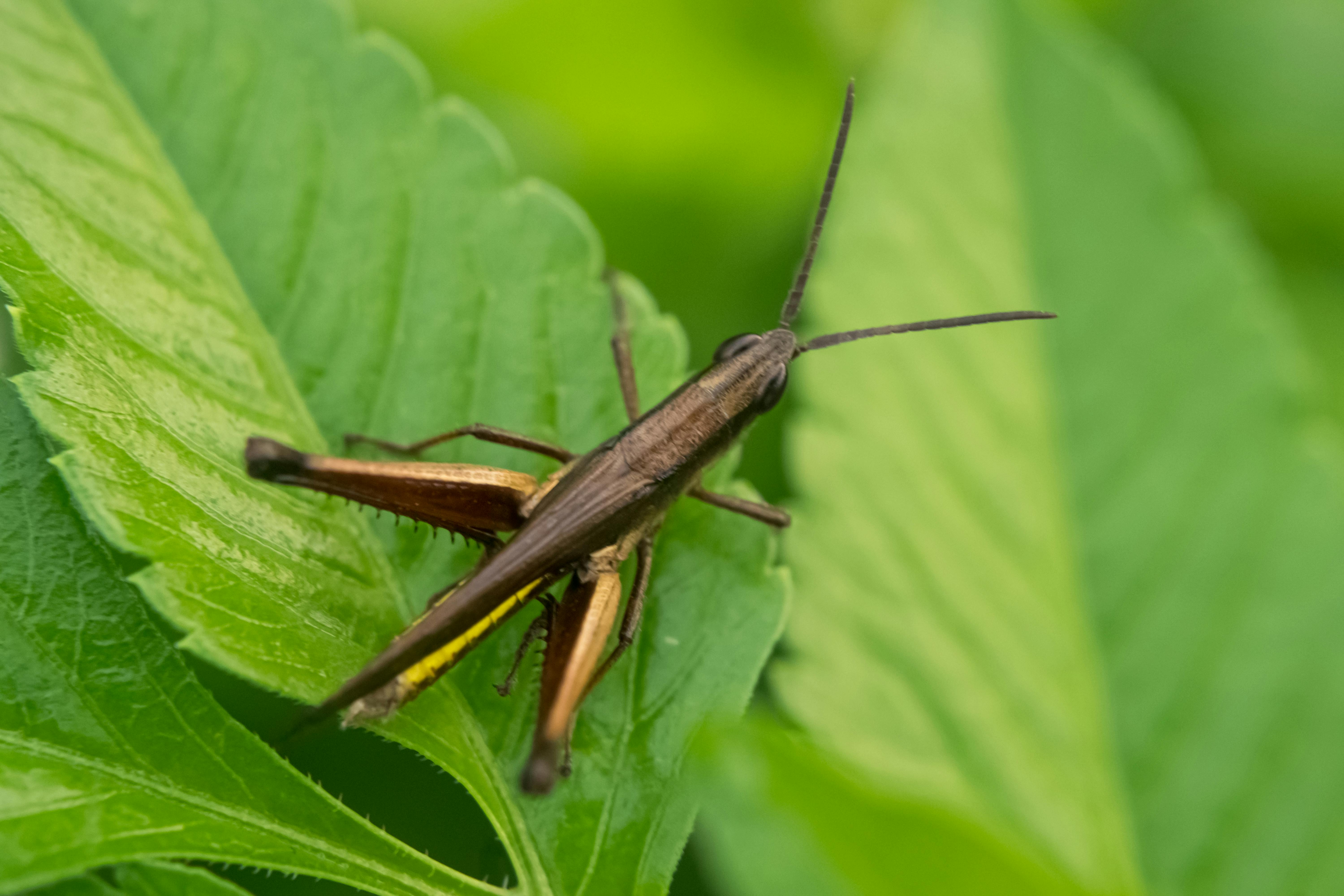 Gratis Detaljert visning av en brun gresshoppe som sitter på et livlig grønt blad, og viser frem naturlig sommerskjønnhet. Arkivbilde