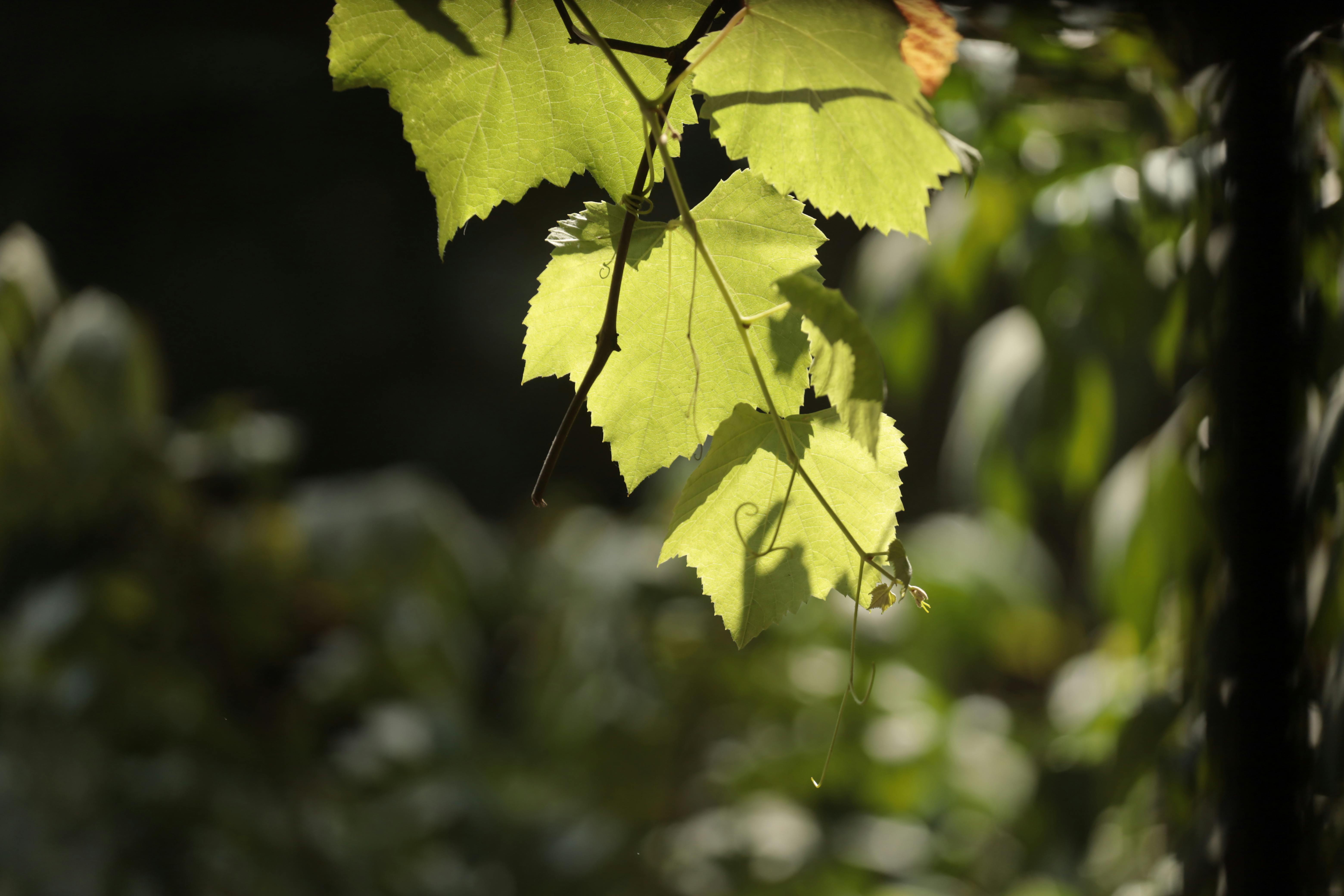 免费 越南花园中，阳光照耀下的葡萄叶特写。 素材图片