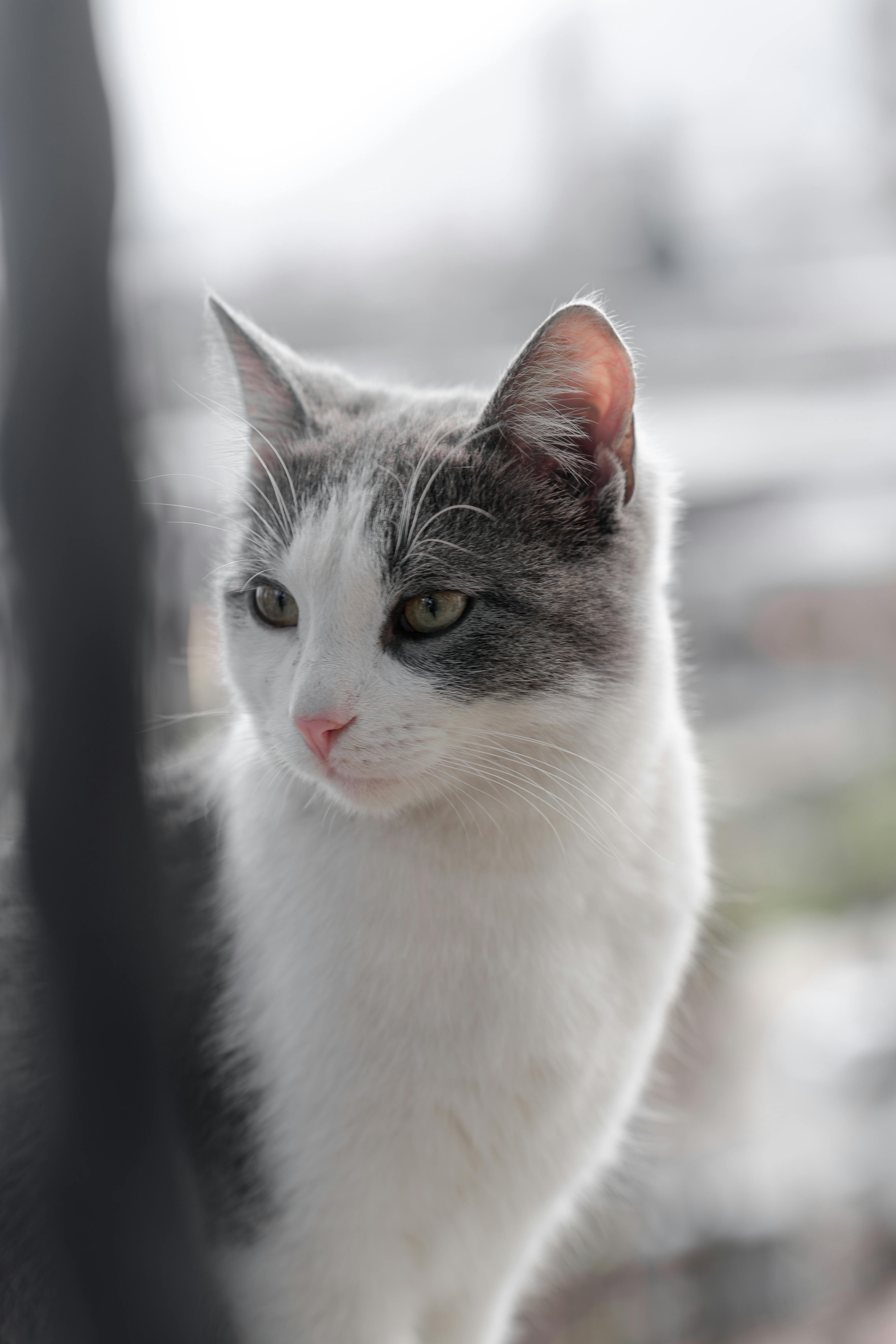 Δωρεάν στοκ φωτογραφιών με #μέσα, αιλουροειδές, ανεξάρτητος Φωτογραφία από στοκ φωτογραφιών