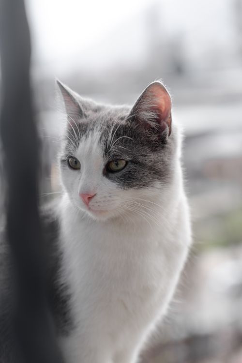 Free Charming close-up of a domestic cat sitting by a window, looking contemplative. Stock Photo
