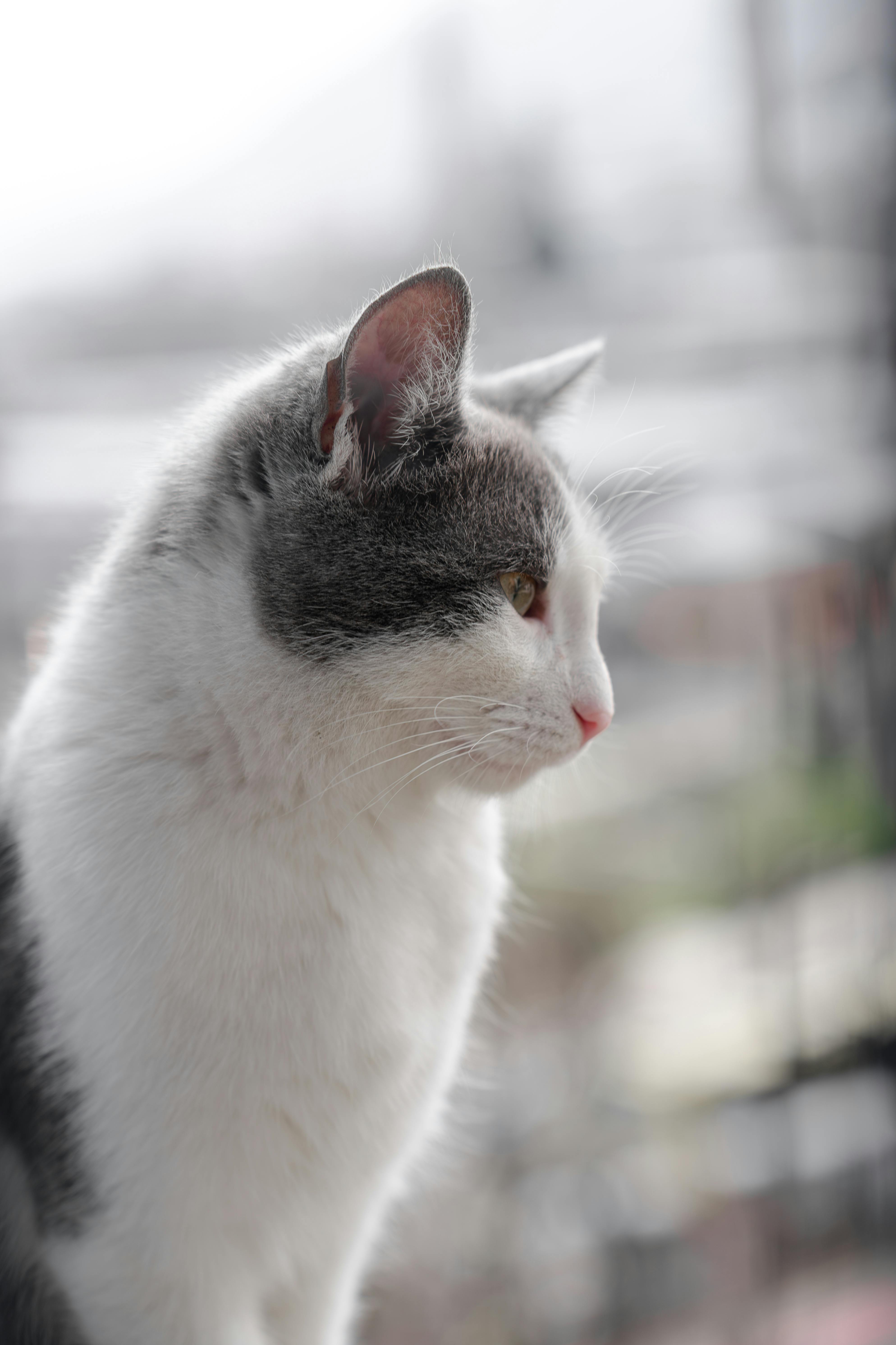 ingyenes Egy fehér és szürke macska nyugodt oldalprofilja, amint elgondolkodva néz ki a szabadba. Stockfotó