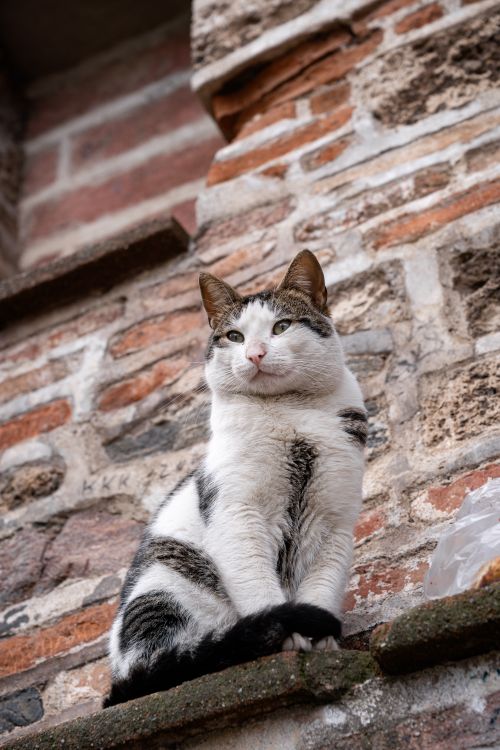 Free A white and gray cat sitting majestically on a historic brick wall. Stock Photo
