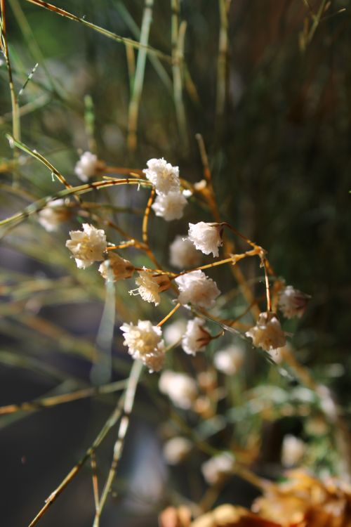 Free A close-up shot of delicate white flowers with sunlight filtering through, creating a serene and natural ambiance. Stock Photo