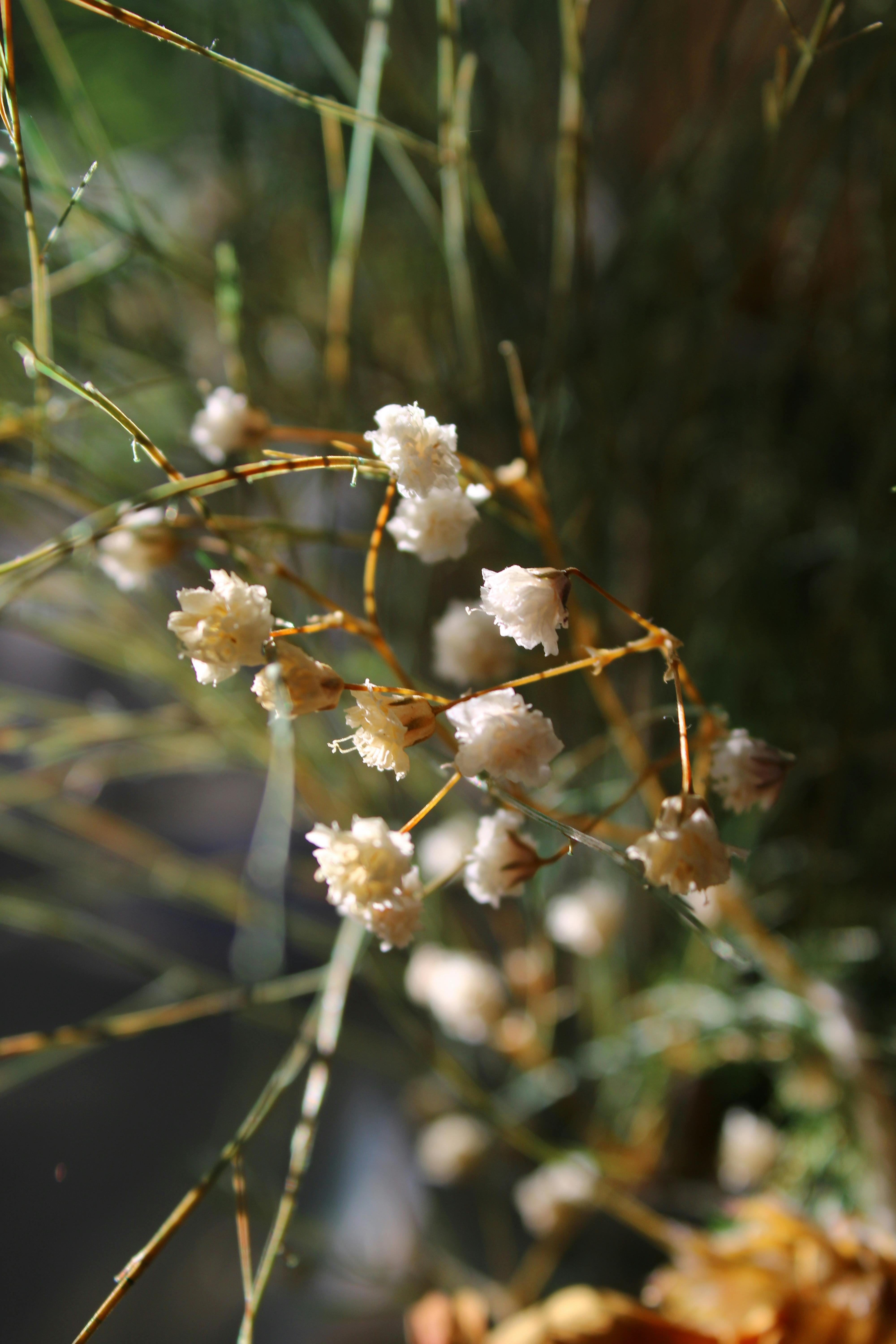 Zadarmo Detailný záber jemných bielych kvetov, cez ktoré preniká slnečné svetlo, vytvárajúci pokojnú a prirodzenú atmosféru. Fotka z fotobanky