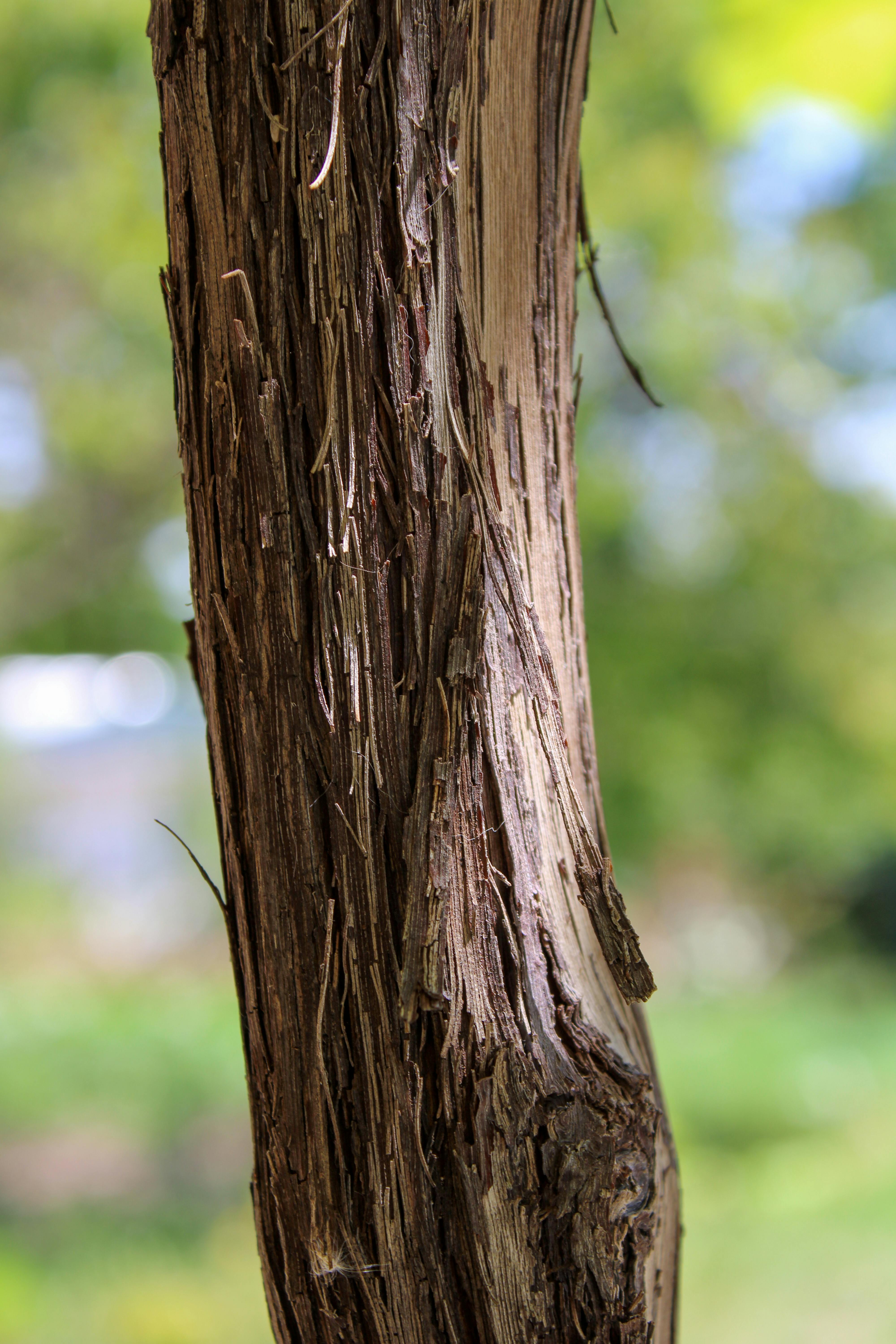 gratis Gedetailleerde boomschorsstructuur met een levendige groene achtergrond, die natuurlijke patronen en imperfecties laat zien. Stockfoto