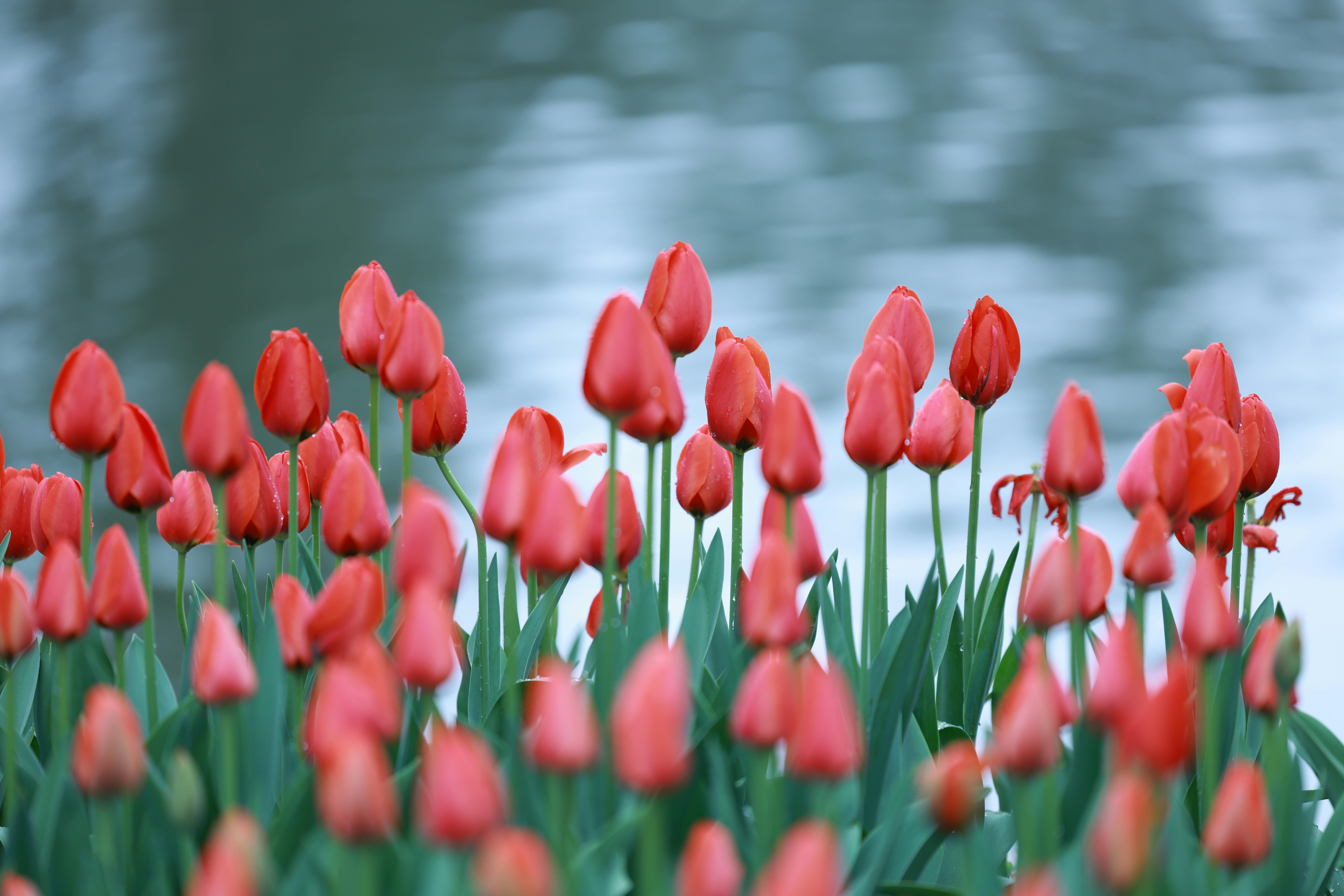 Gratis stockfoto met bloeien, bloeiende bloemen, bloem Stockfoto