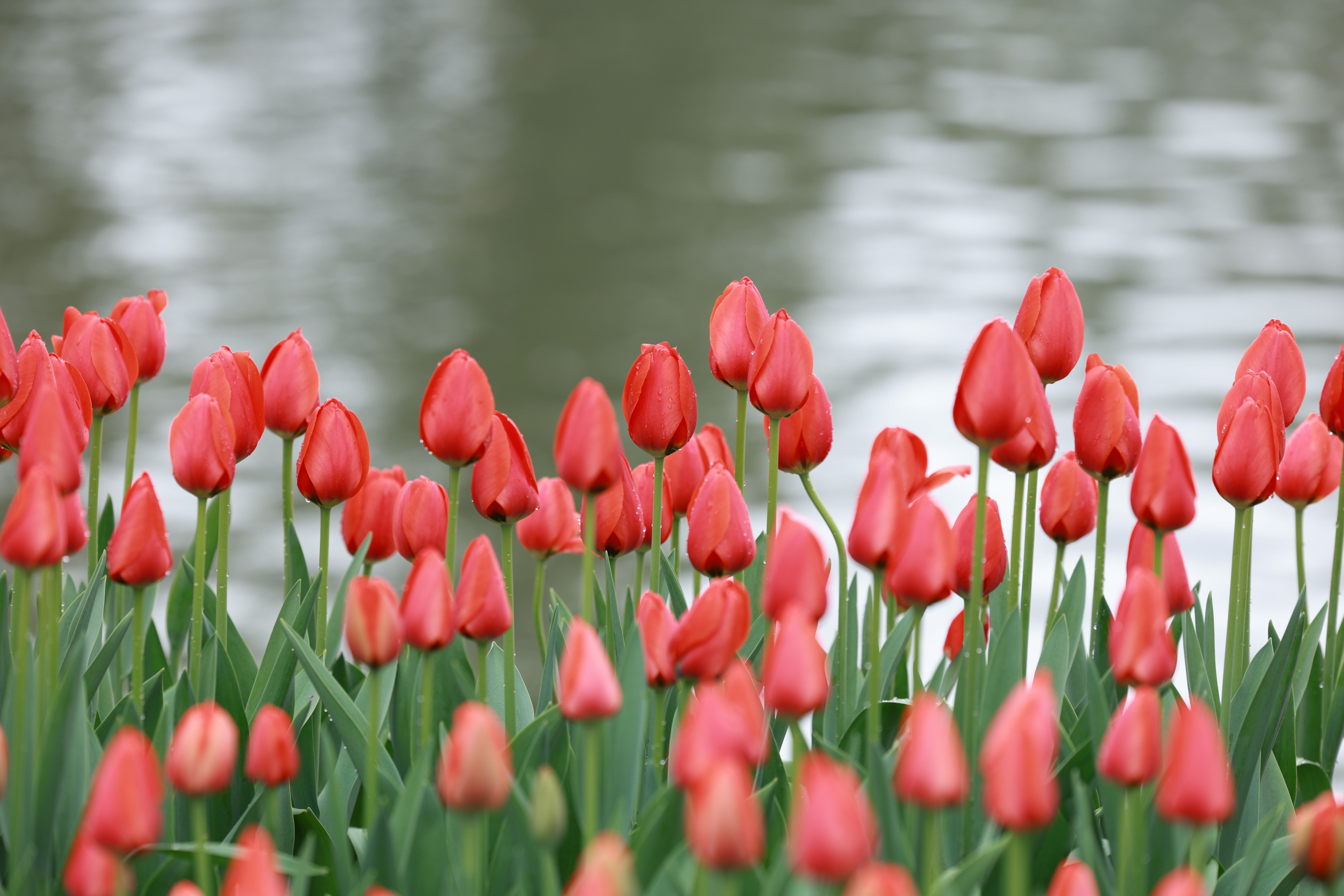 Vibrant Red Tulips in Bloom by a Pond · Free Stock Photo