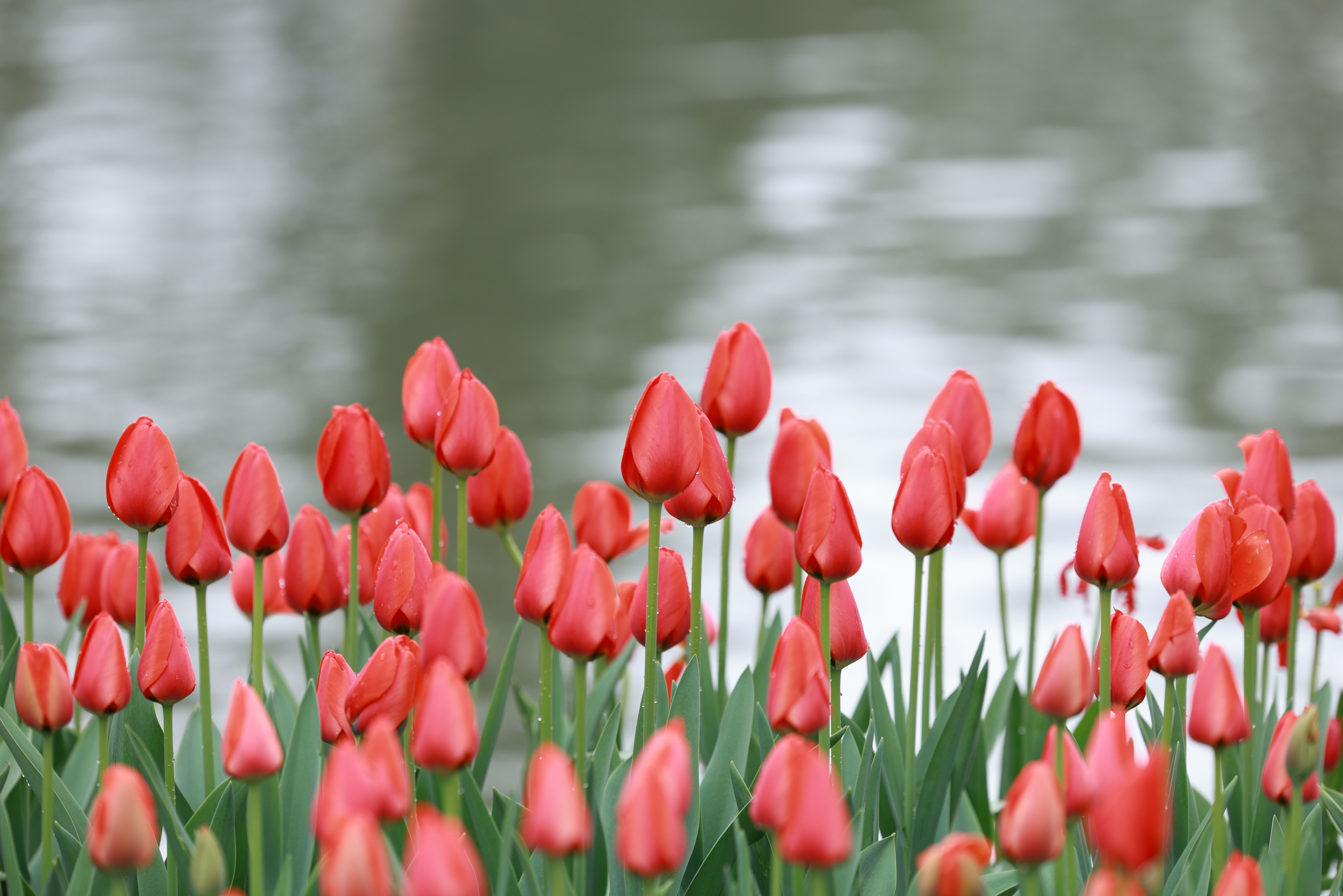 Vibrant Red Tulips Blooming in Springtime · Free Stock Photo
