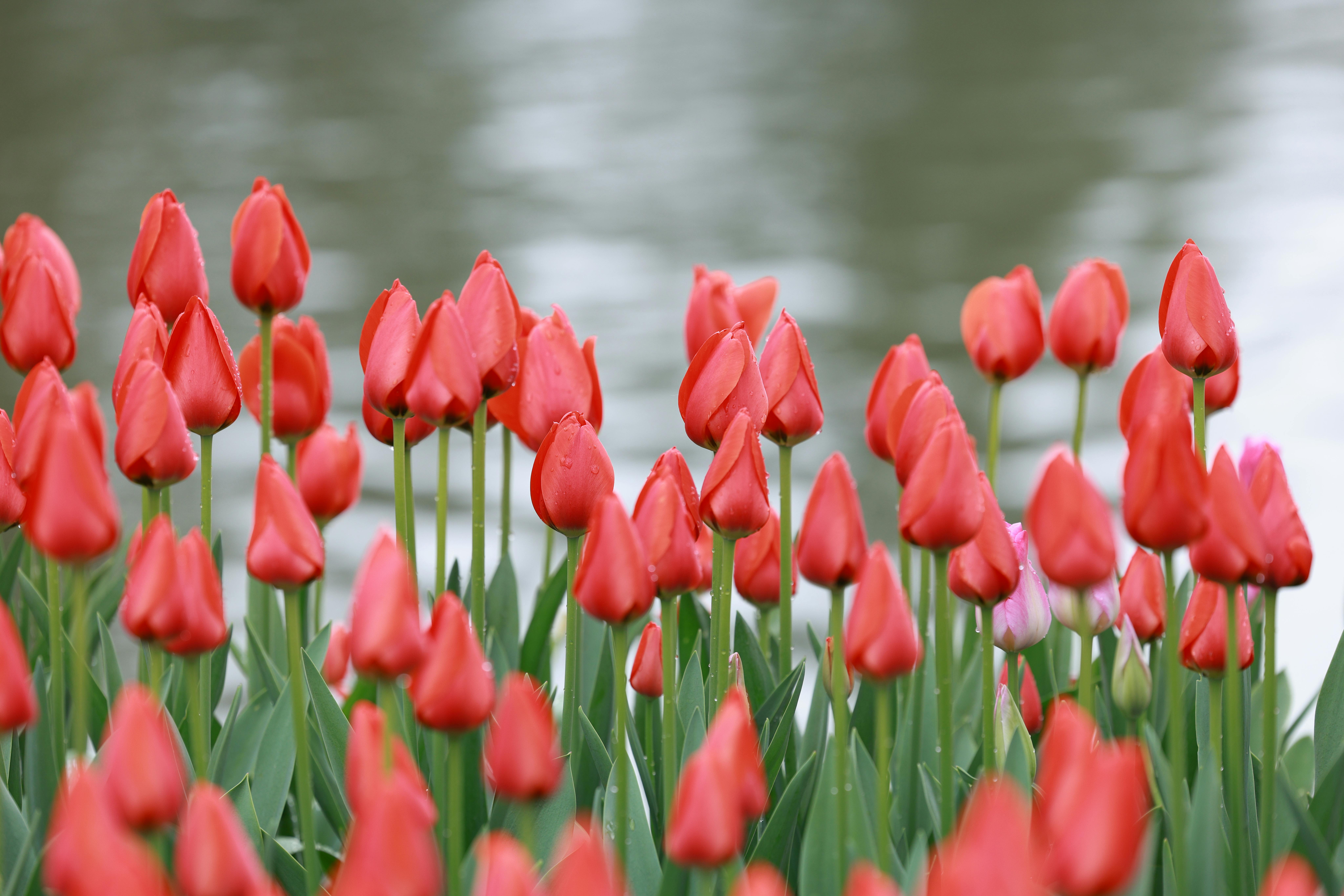 Miễn phí Ảnh lưu trữ miễn phí về cánh hoa, cảnh quan, cảnh vườn Ảnh lưu trữ