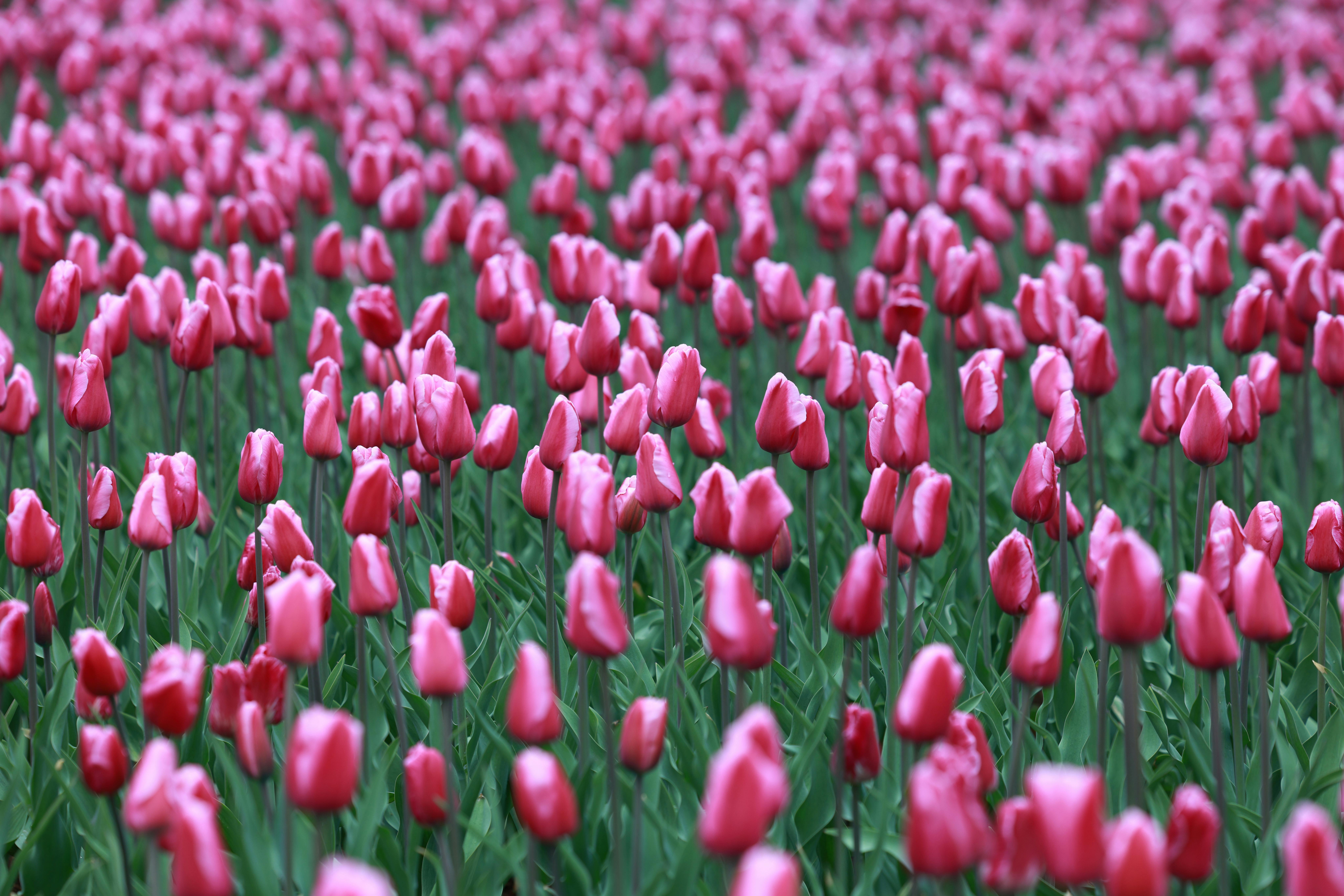 Zadarmo Rozsiahle pole žiarivých ružových tulipánov v plnom kvete, ktoré predstavujú jarnú krásu. Fotka z fotobanky