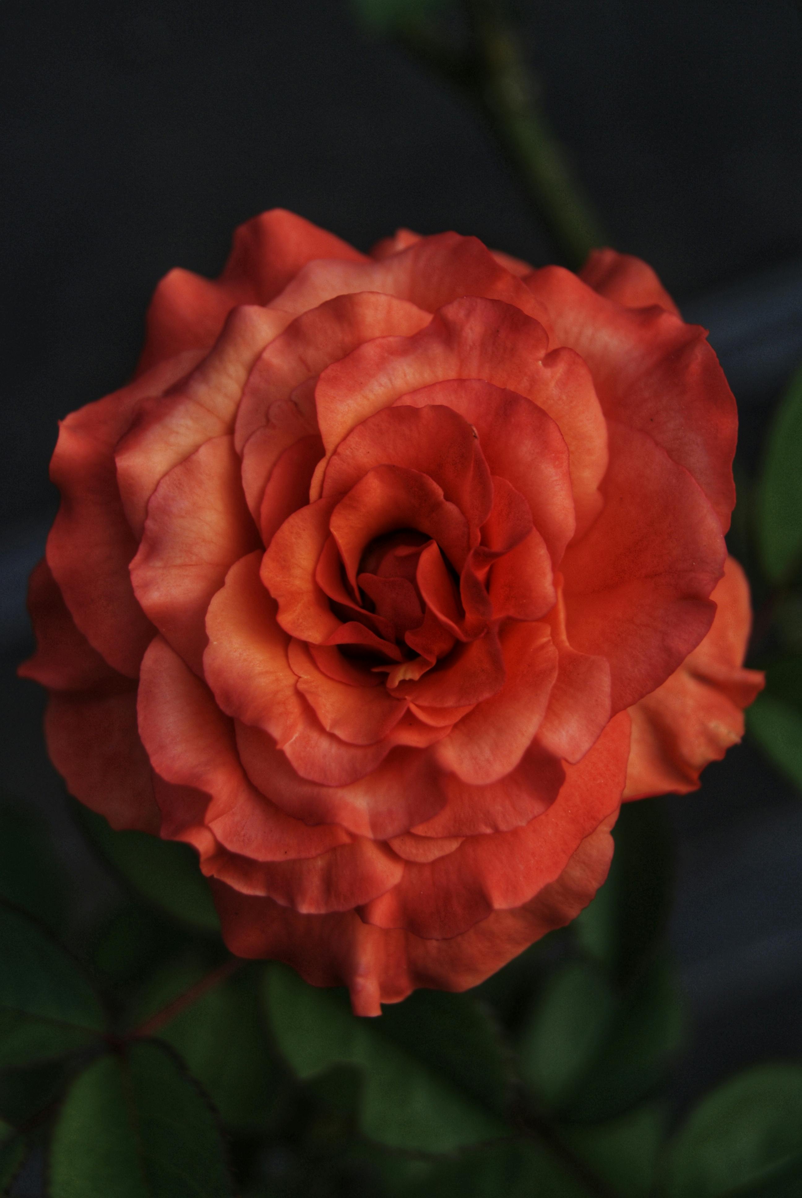 Δωρεάν Λεπτομερές κοντινό πλάνο ενός εντυπωσιακού κόκκινου τριαντάφυλλου με πλούσια πράσινα φύλλα στη Δυτική Ιάβα. Φωτογραφία από στοκ φωτογραφιών