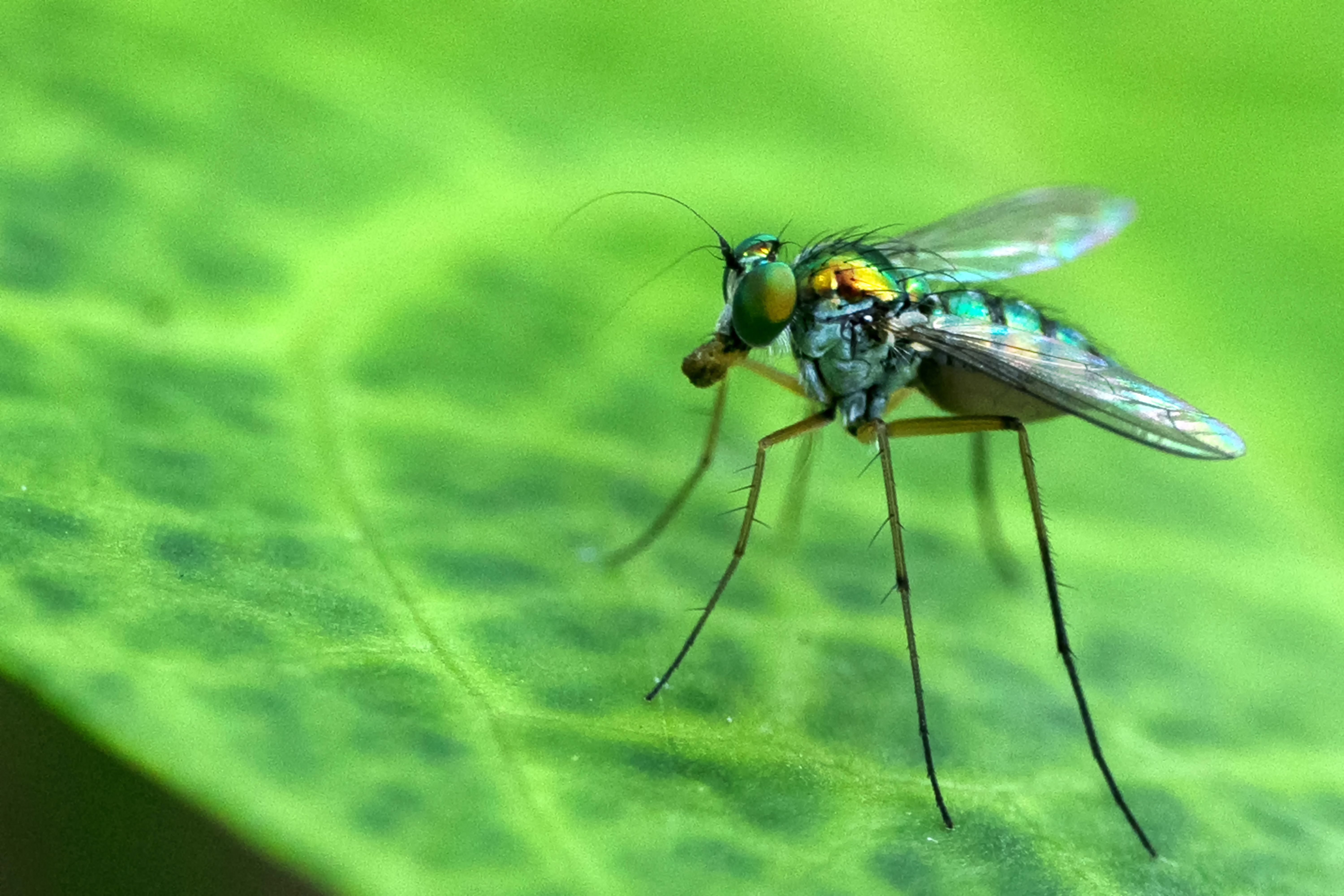Close-up of a Long-Legged Fly on a Leaf · Free Stock Photo