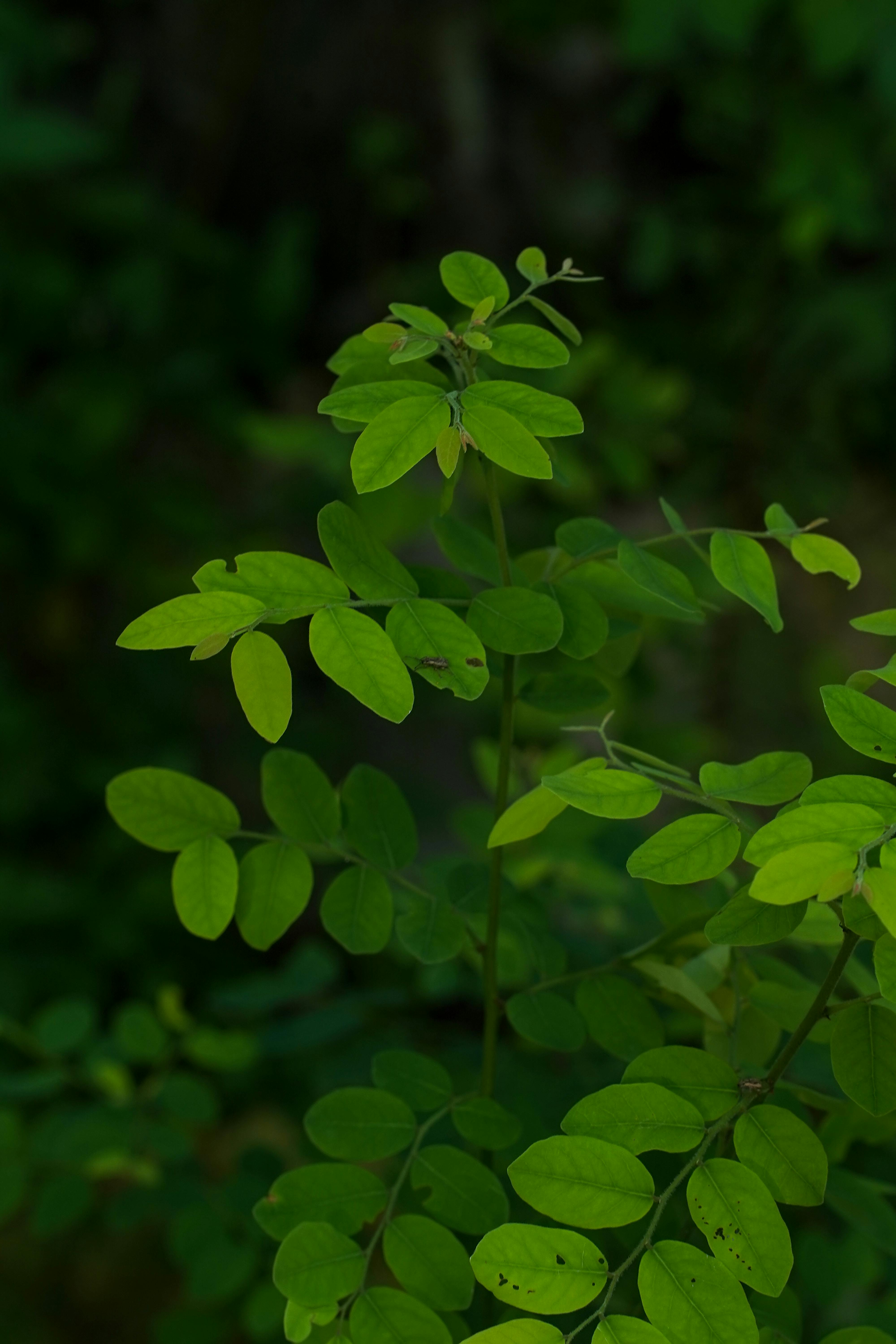 gratis Een gedetailleerde afbeelding van heldergroene bladeren in een natuurlijke omgeving, die de essentie van weelderig groen vastlegt. Stockfoto