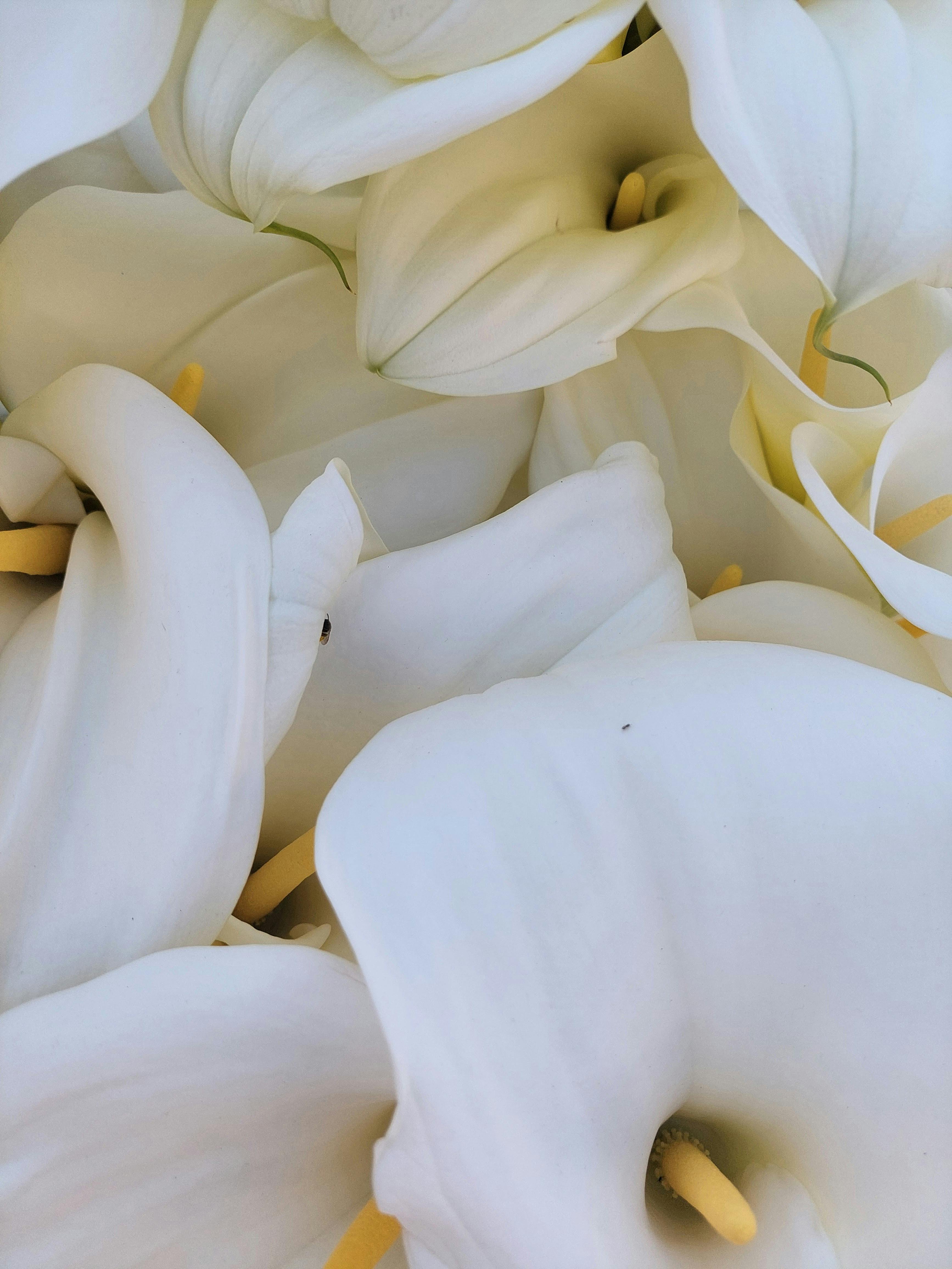 Безкоштовне Спокійний крупний план білих калл, що демонструють їхню ніжну красу та м'які текстури. стокове фото