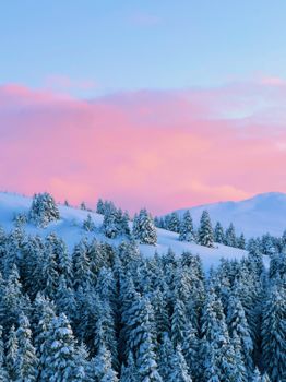 Beautiful winter landscape of snow-covered forest under a pink sunset sky.