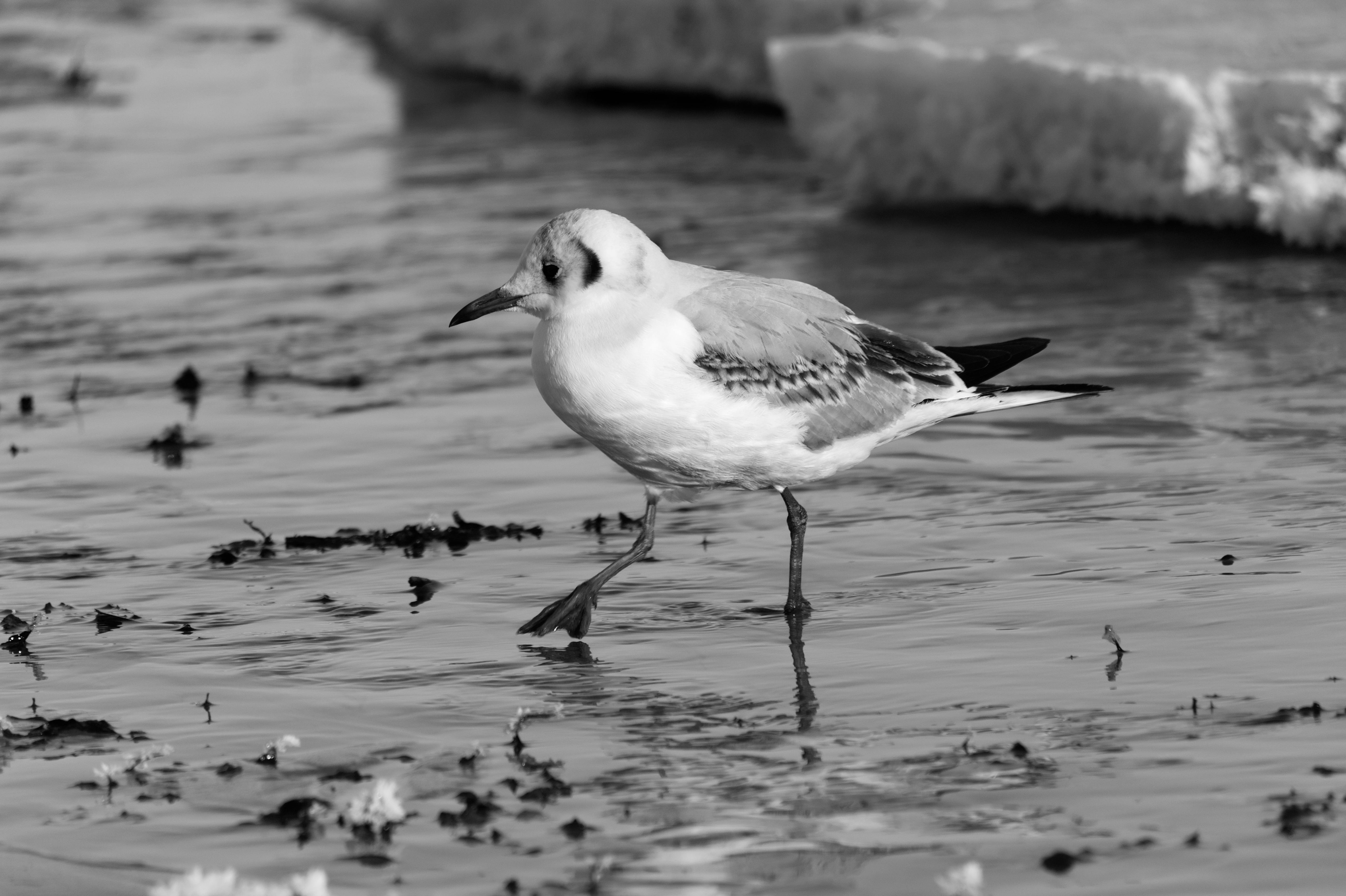 Безкоштовне Чорно-біле фото чайки, що йде біля замерзлого моря, демонструючи зимову прохолоду. стокове фото