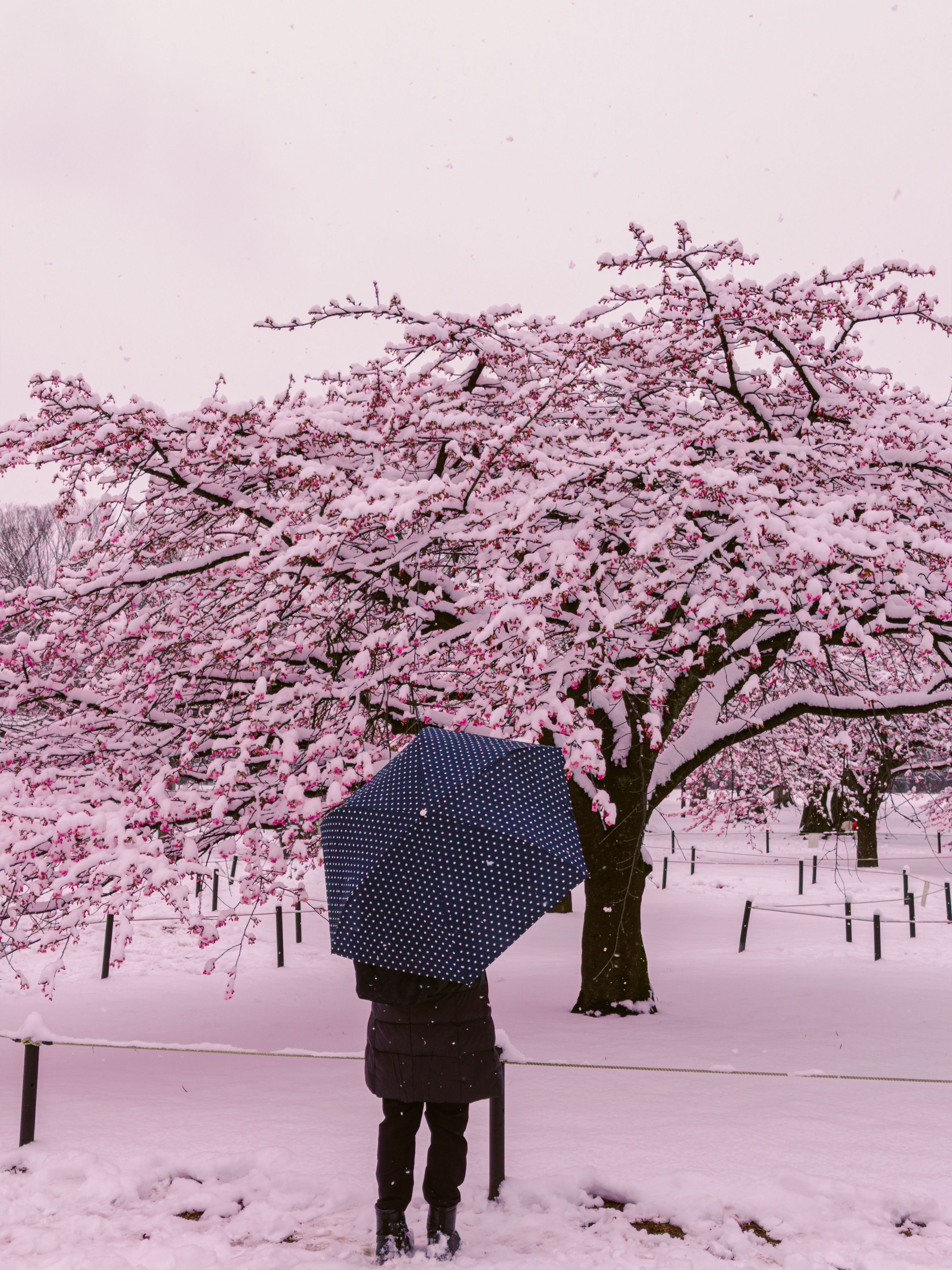 Understanding Japan's Seasonal Climate Patterns for ​Travelers