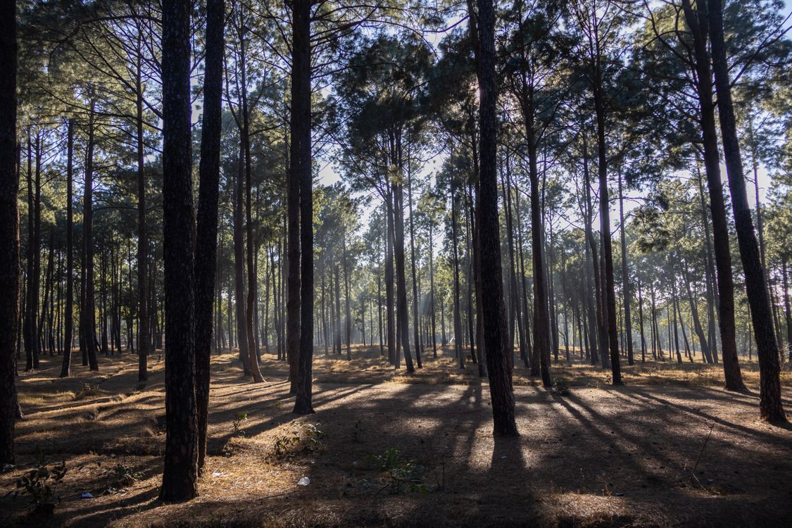 Serene Pine Forest Landscape at Sunrise in Netarhat · Free Stock Photo