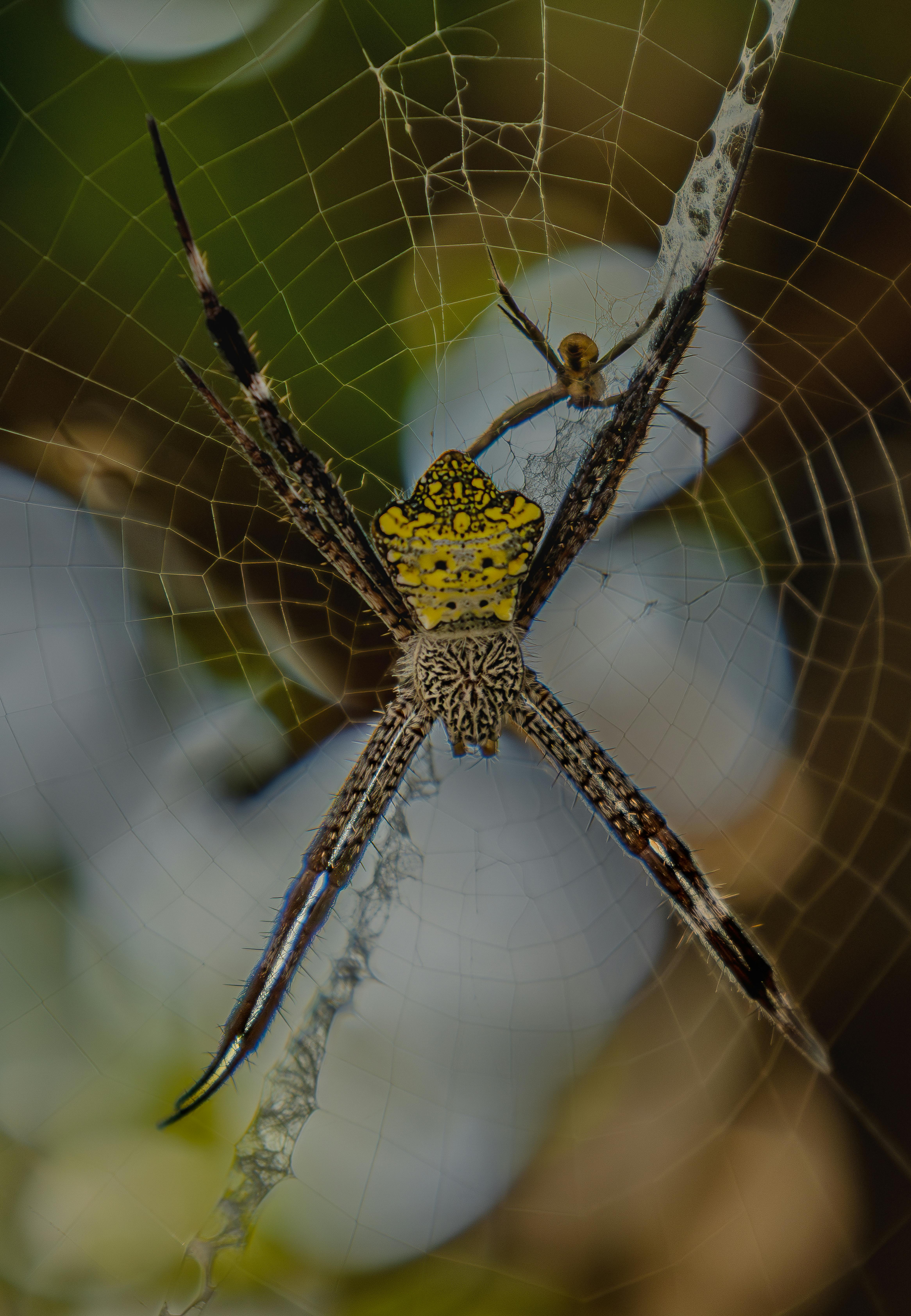 Miễn phí Ảnh cận cảnh một con nhện Argiope màu vàng đen trên mạng nhện phức tạp của nó trong một khu vườn. Ảnh lưu trữ