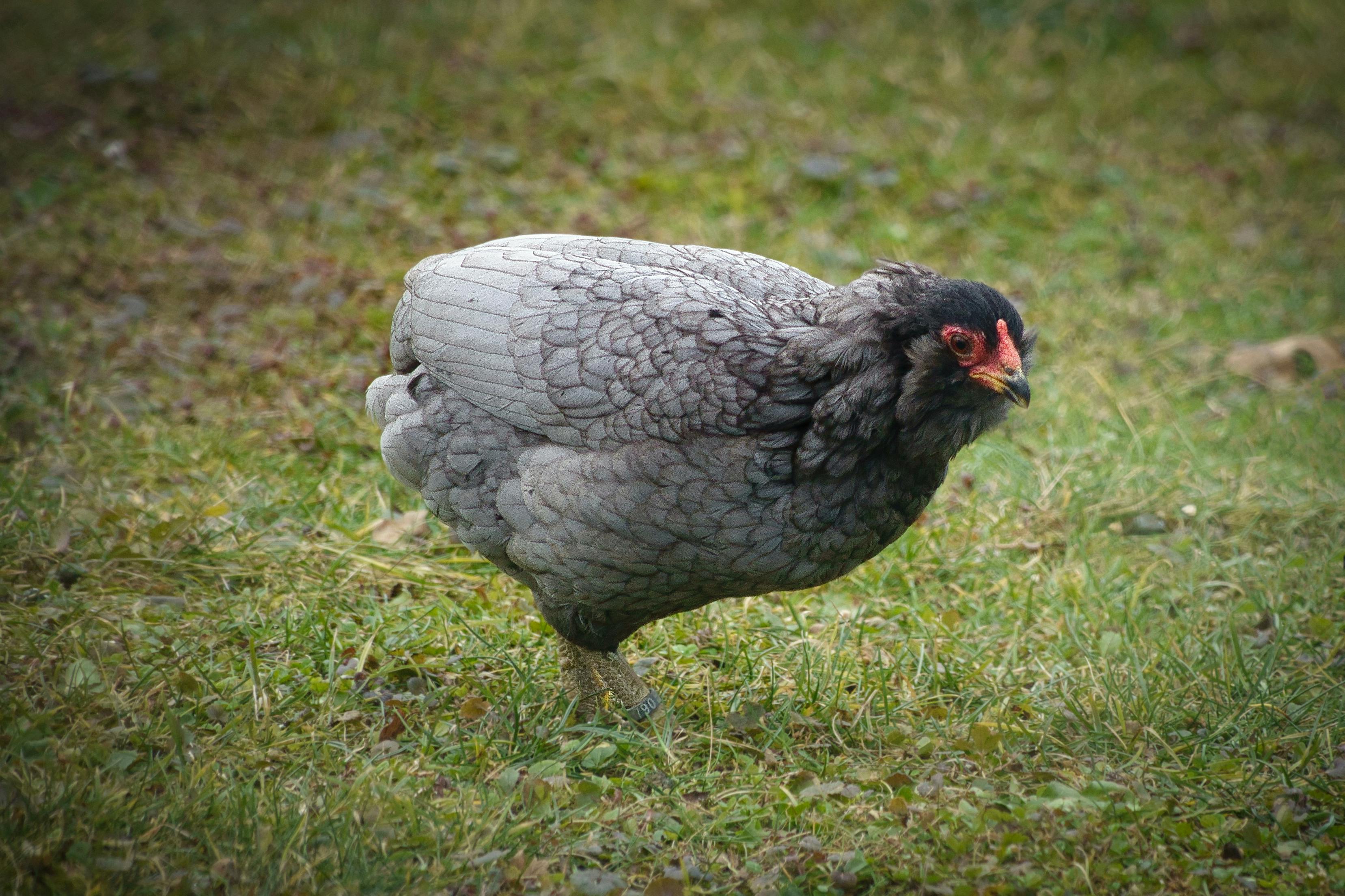 ingyenes Egy szürke tyúk zöld füvön táplálkozik Weil der Stadtban, Baden-Württembergben, Németországban. Stockfotó