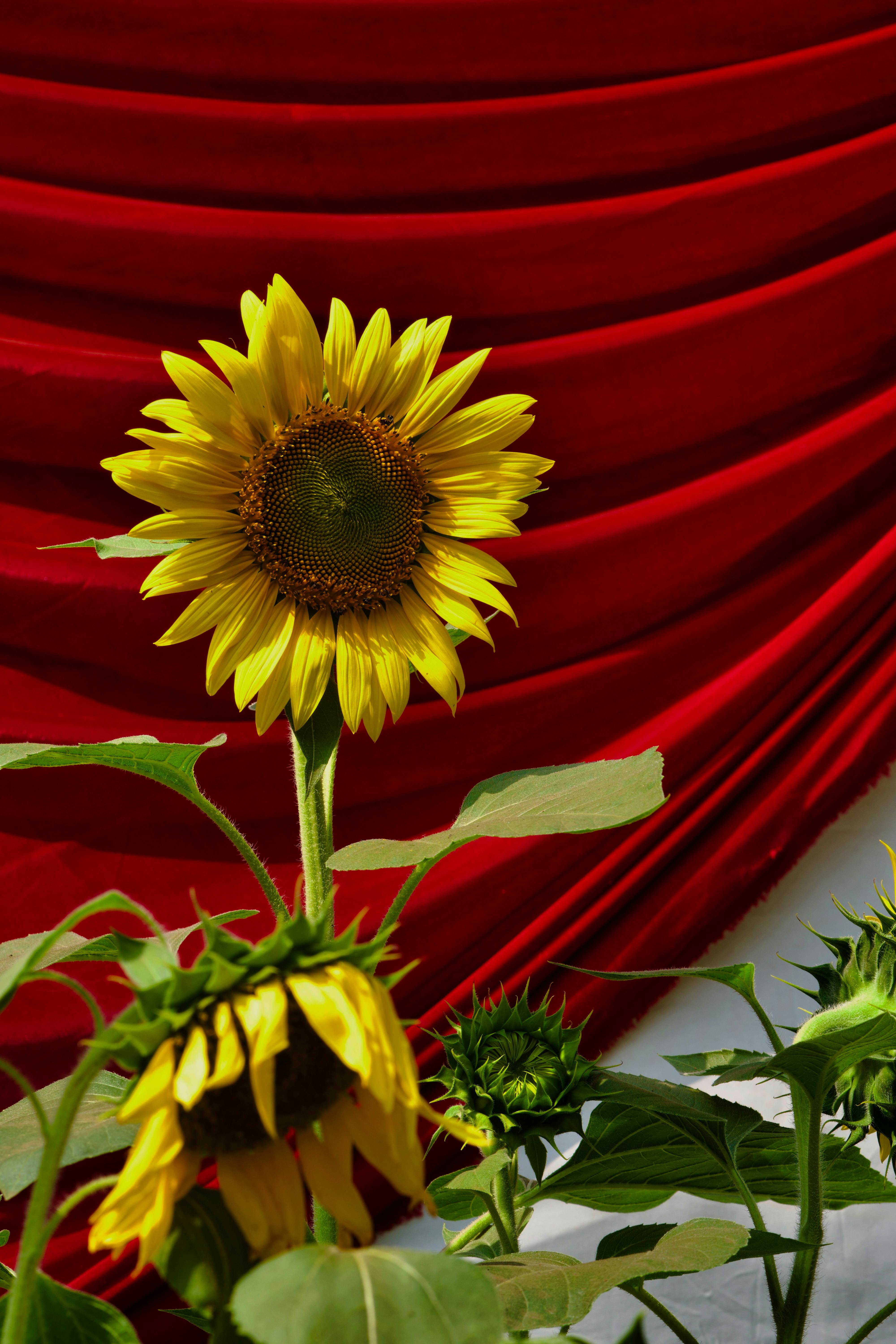 Безкоштовне Яскравий соняшник, що виділяється на тлі насиченого червоного тканинного фону, знято в Мумбаї, Індія. стокове фото