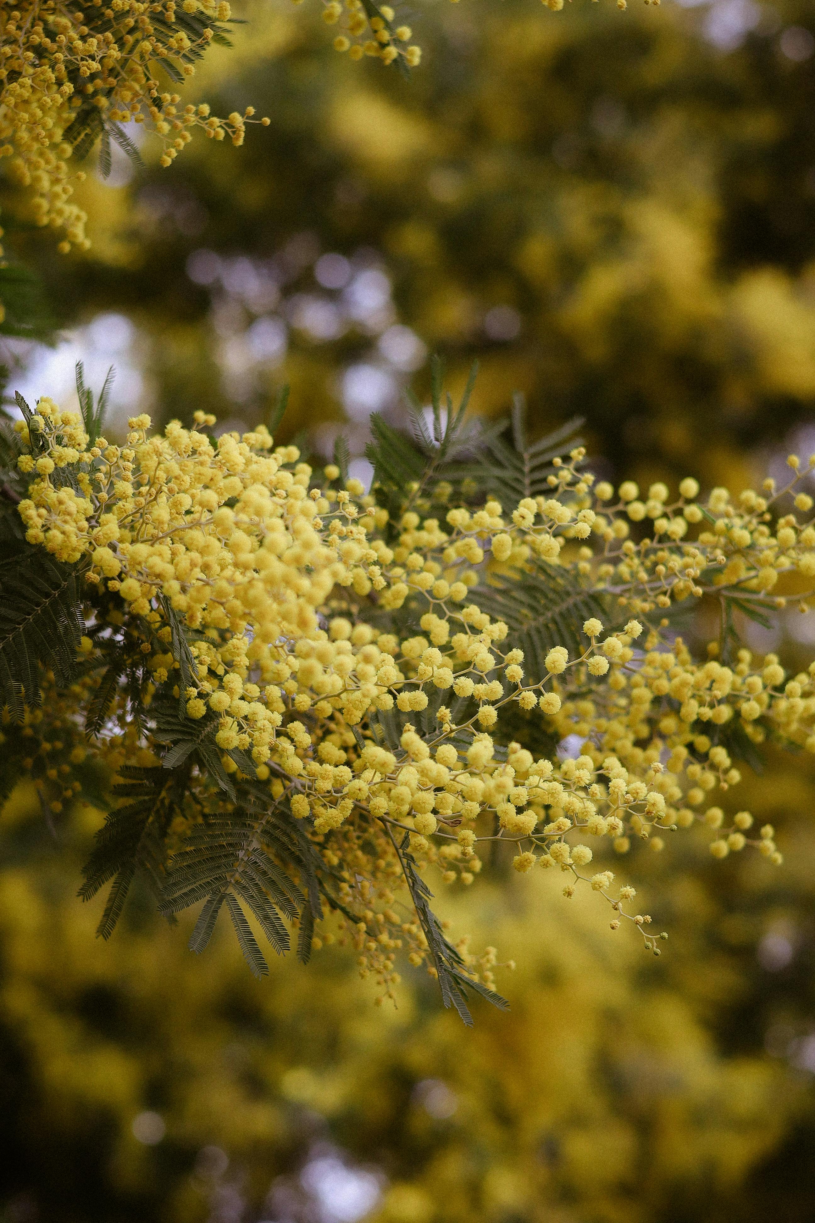 ingyenes Élénk sárga akácvirágok, közeli fényképen megörökítve buja zöld lombozat között. Stockfotó