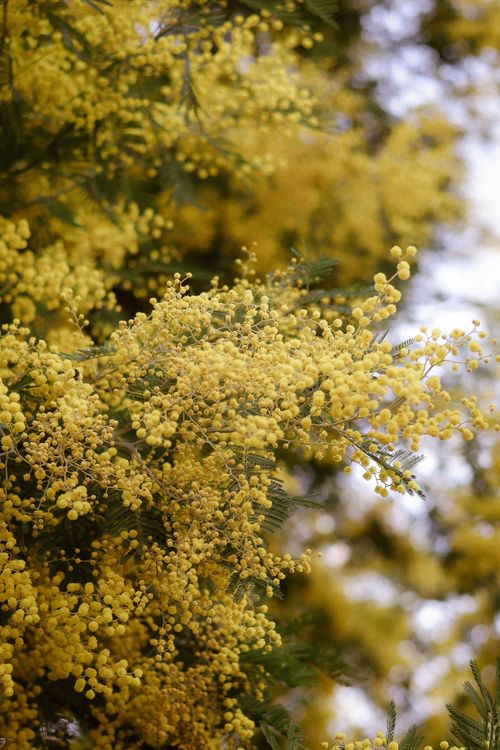 Free Close-up of vibrant yellow acacia flowers in bloom, creating a lush, nature-inspired backdrop. Stock Photo