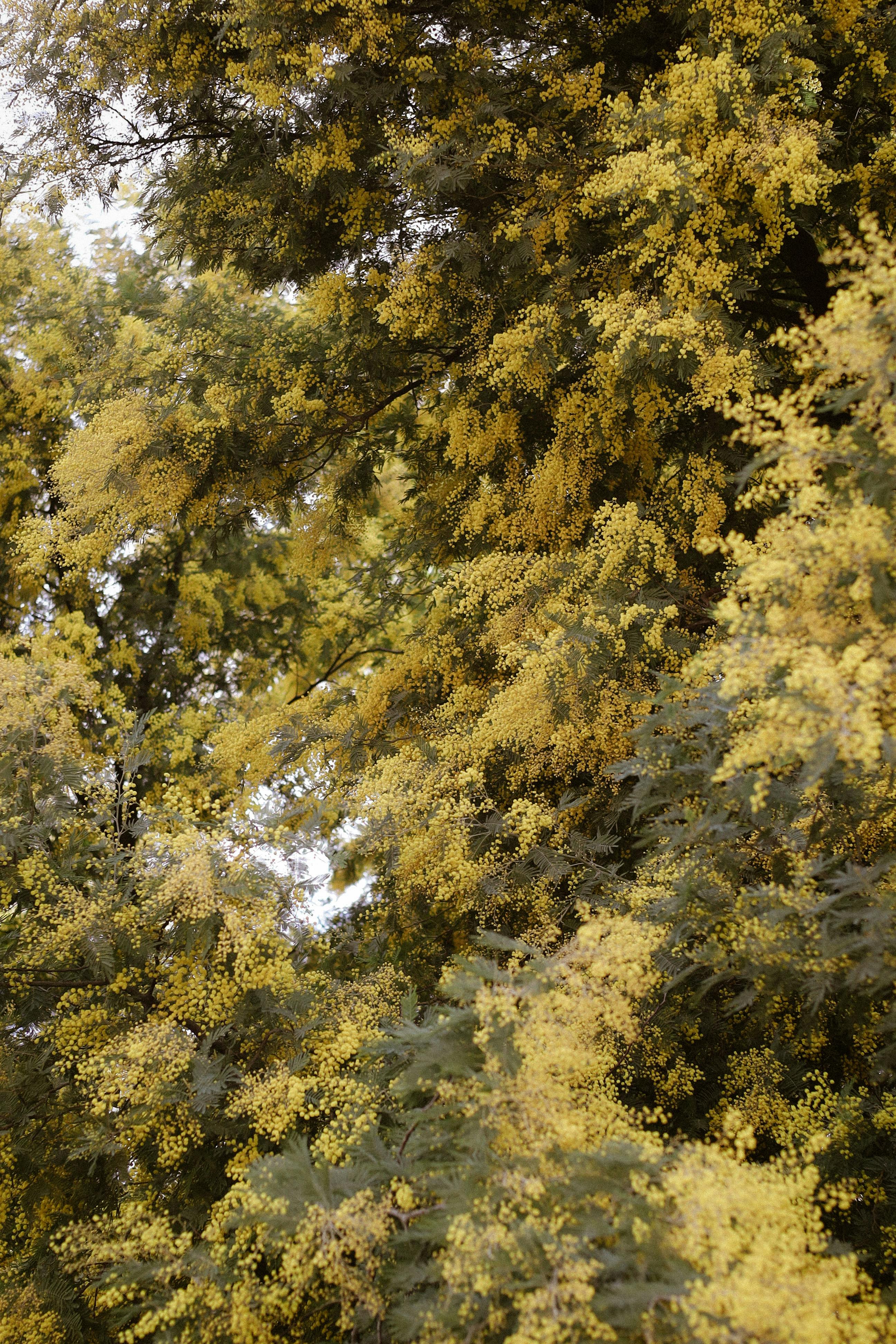 Ilmainen Tiheitä Acacia pycnanthan, Australian kultaisen heltan, ryppäitä kukkimassa rehevässä vihreydessä. Kuvapankkikuva
