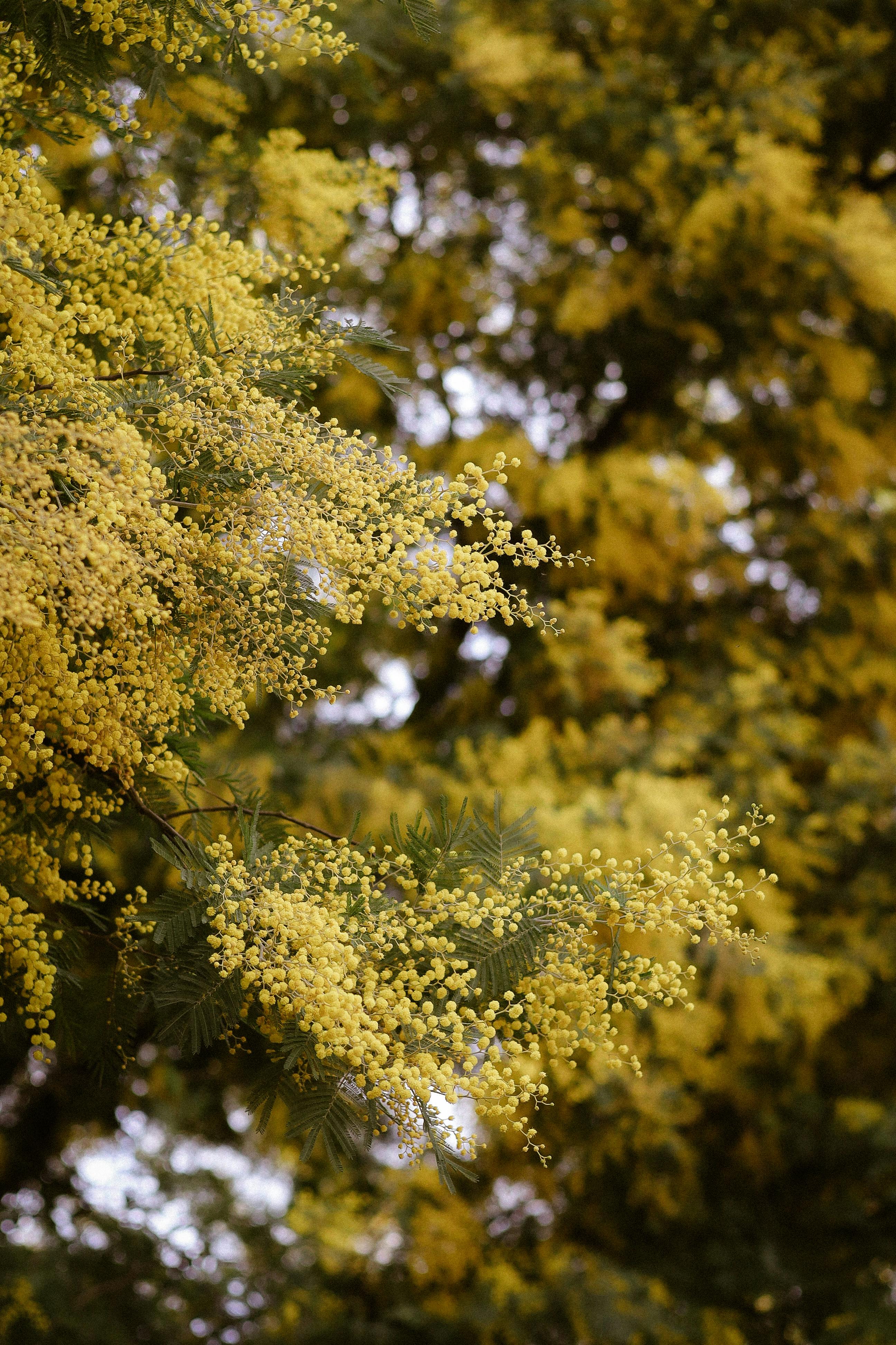 gratis Close-up van felgele acaciabloemen die in het voorjaar buiten bloeien. Stockfoto