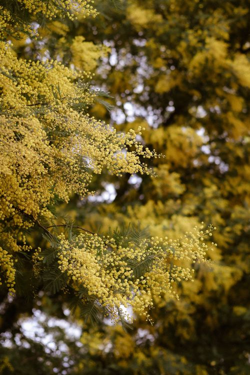Free Close-up of bright yellow Acacia flowers blooming outdoors in springtime Stock Photo