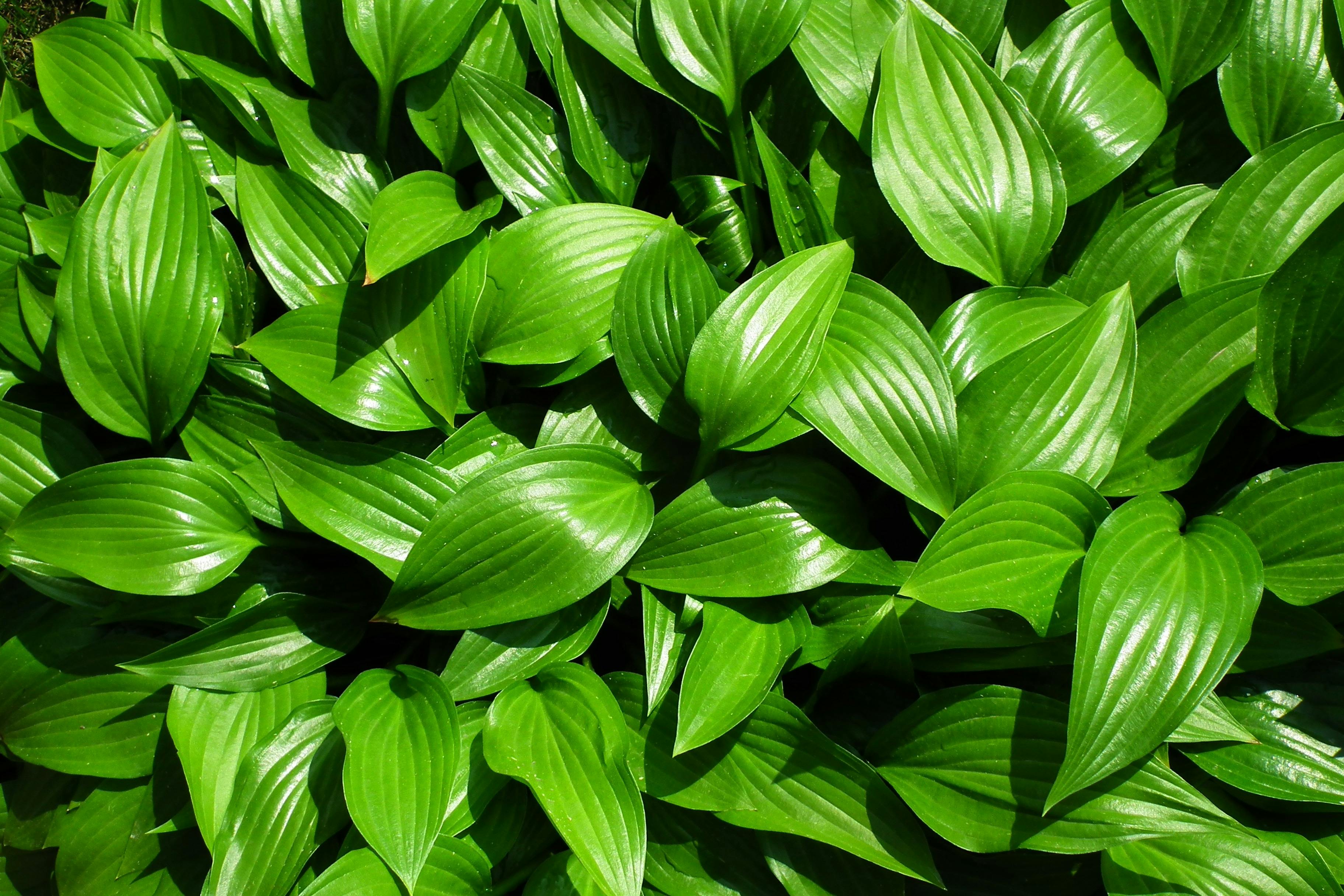 gratis Een levendige weergave van weelderige groene hostabladeren die de natuurlijke schoonheid en textuur tentoonstellen. Stockfoto