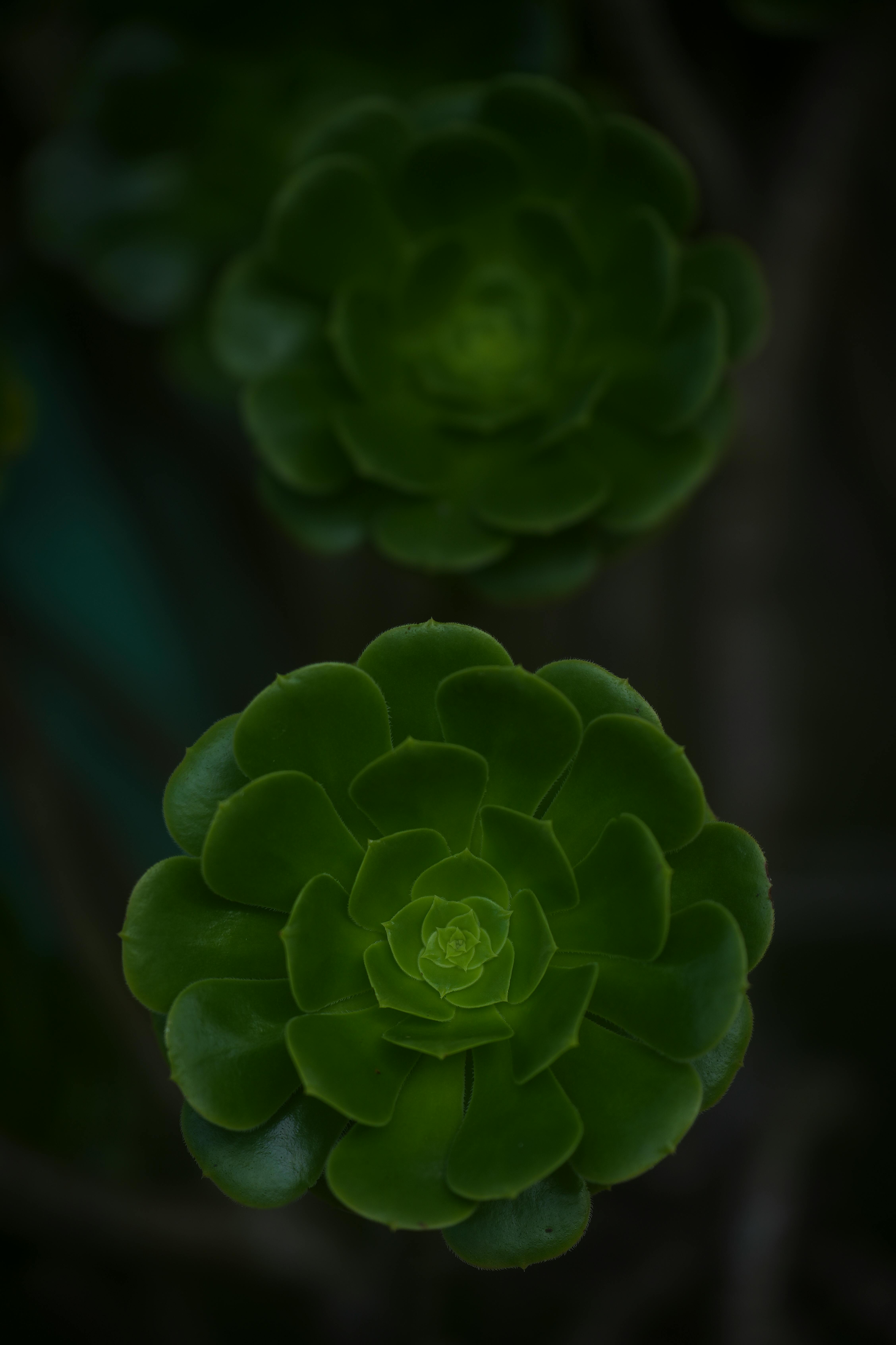 Zadarmo Detailný záber zblízka na dva žiarivo zelené sukulenty, ktoré zobrazujú prírodné vzory. Fotka z fotobanky