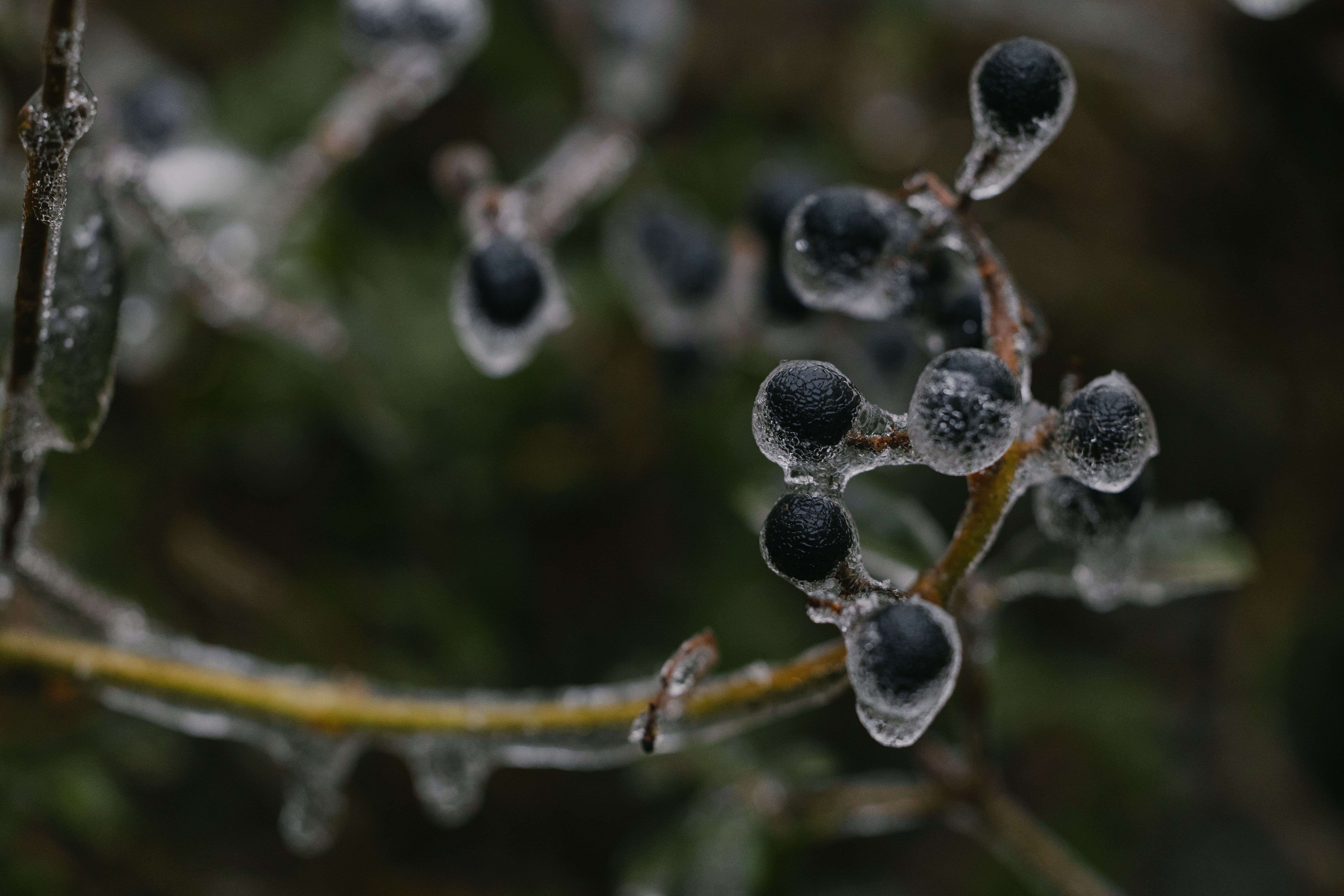Freeze