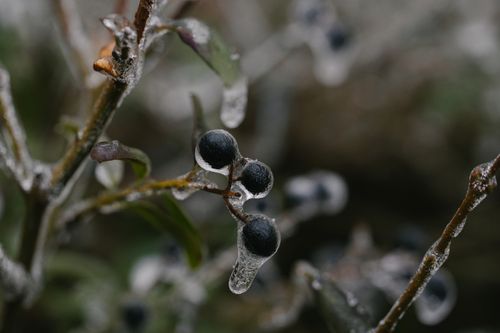 Free Detailed macro shot of frost-covered berries on a twig, capturing the beauty of winter. Stock Photo