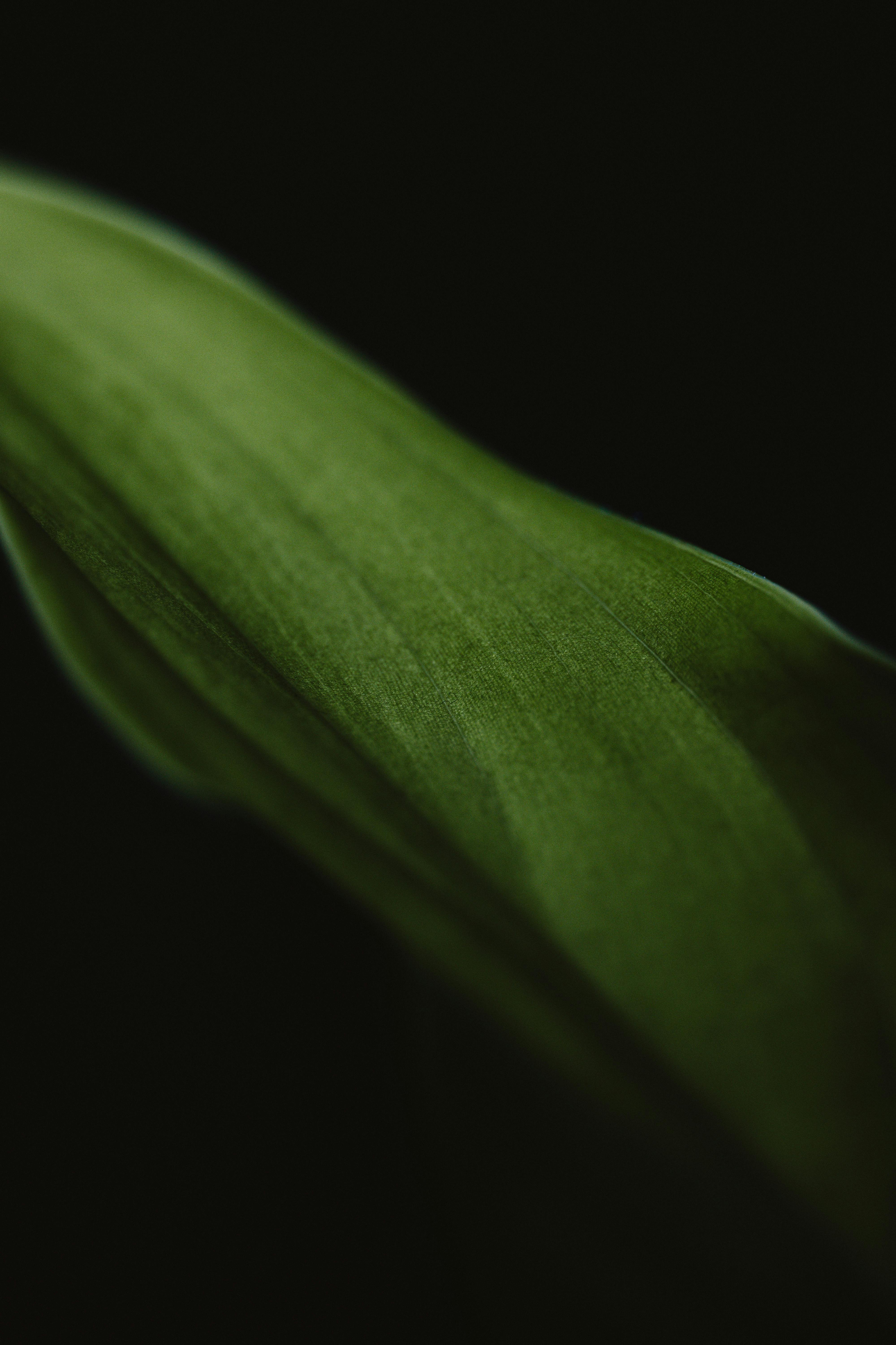 бесплатная Бесплатное стоковое фото с безмятежность, Берлинпексельсмитап, ботаника Стоковое фото