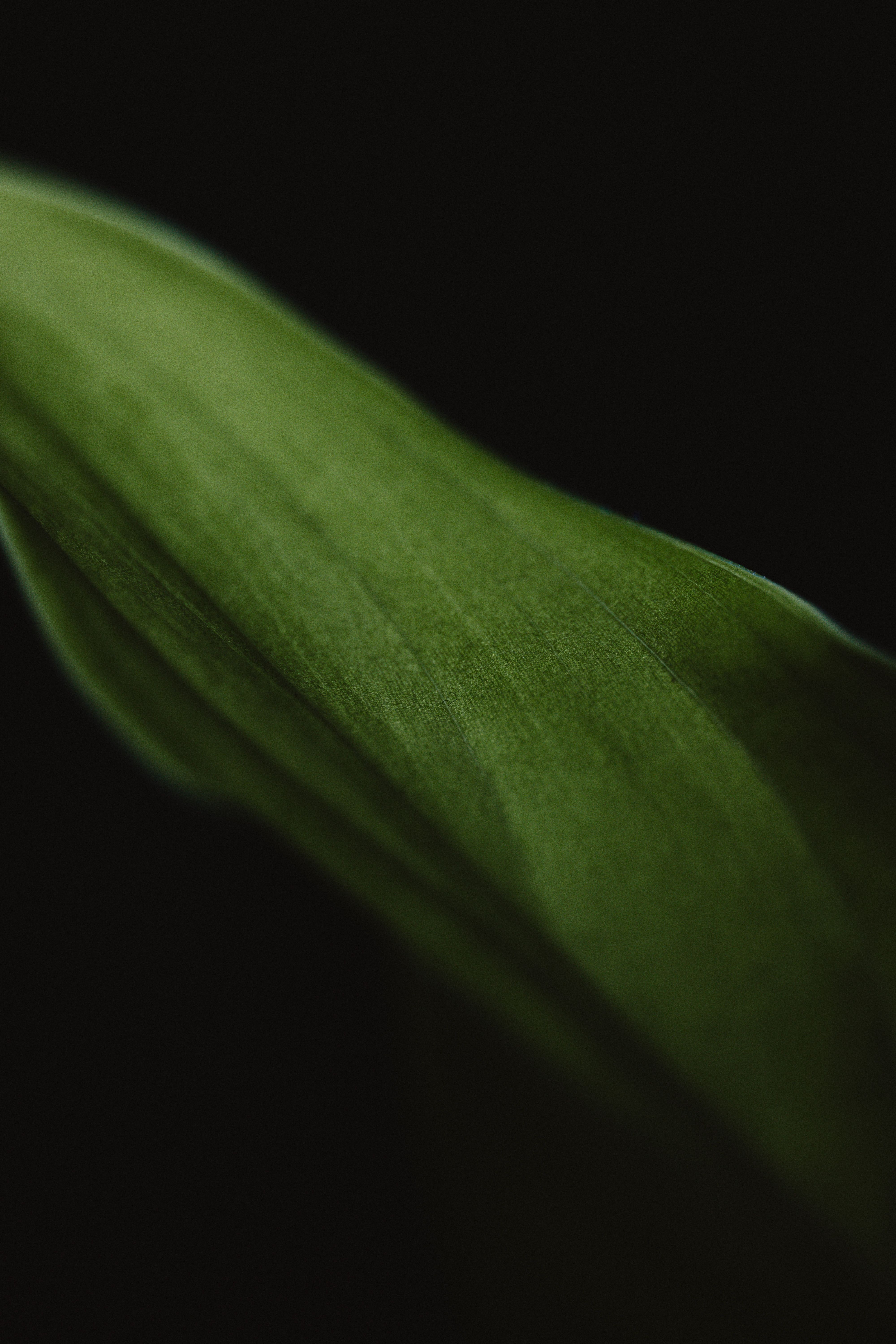 Close-up of a Green Leaf Against Black Background · Free Stock Photo