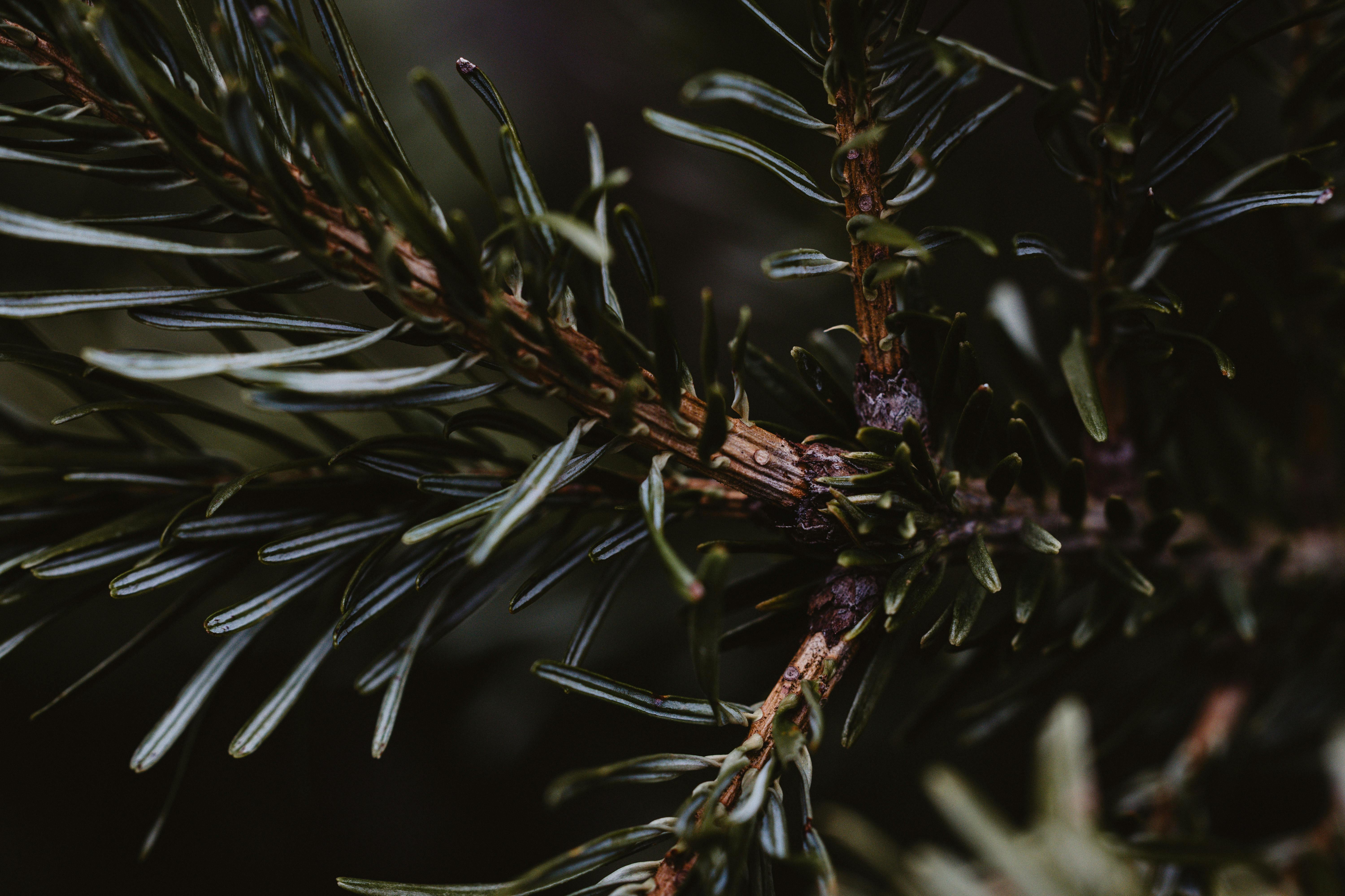 бесплатная Детальный снимок вечнозеленой ветки с темно-зелеными иголками зимой. Стоковое фото