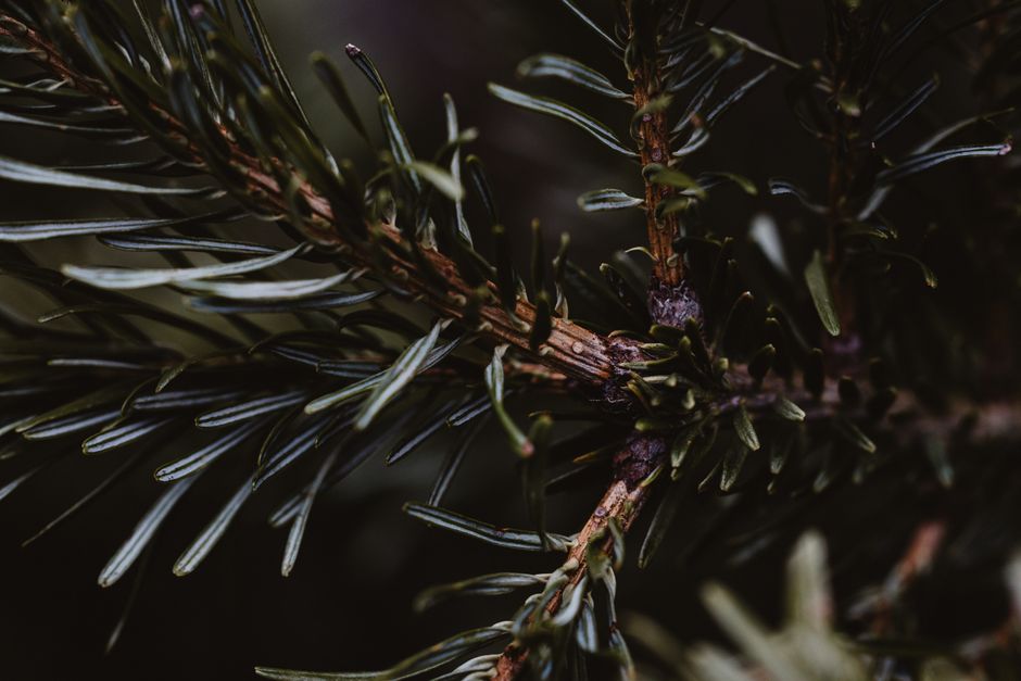 Frost-covered evergreen branch in winter — dormant season for pruning evergreen trees in Surrey BC