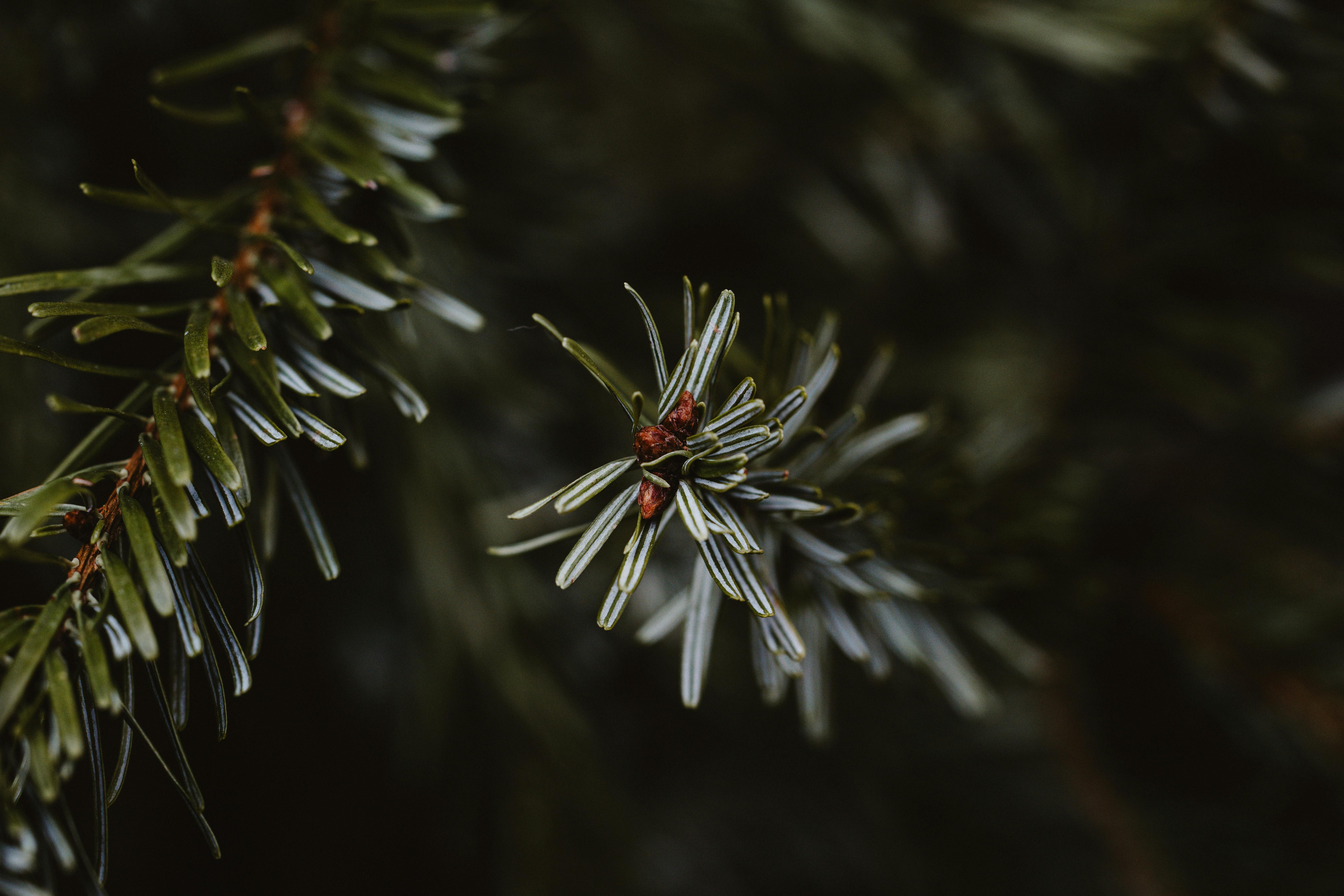 gratis Gedetailleerde close-up van een tak van een groenblijvende boom met scherpe naalden en kleine knoppen, die de ingewikkelde schoonheid van de natuur laat zien. Stockfoto