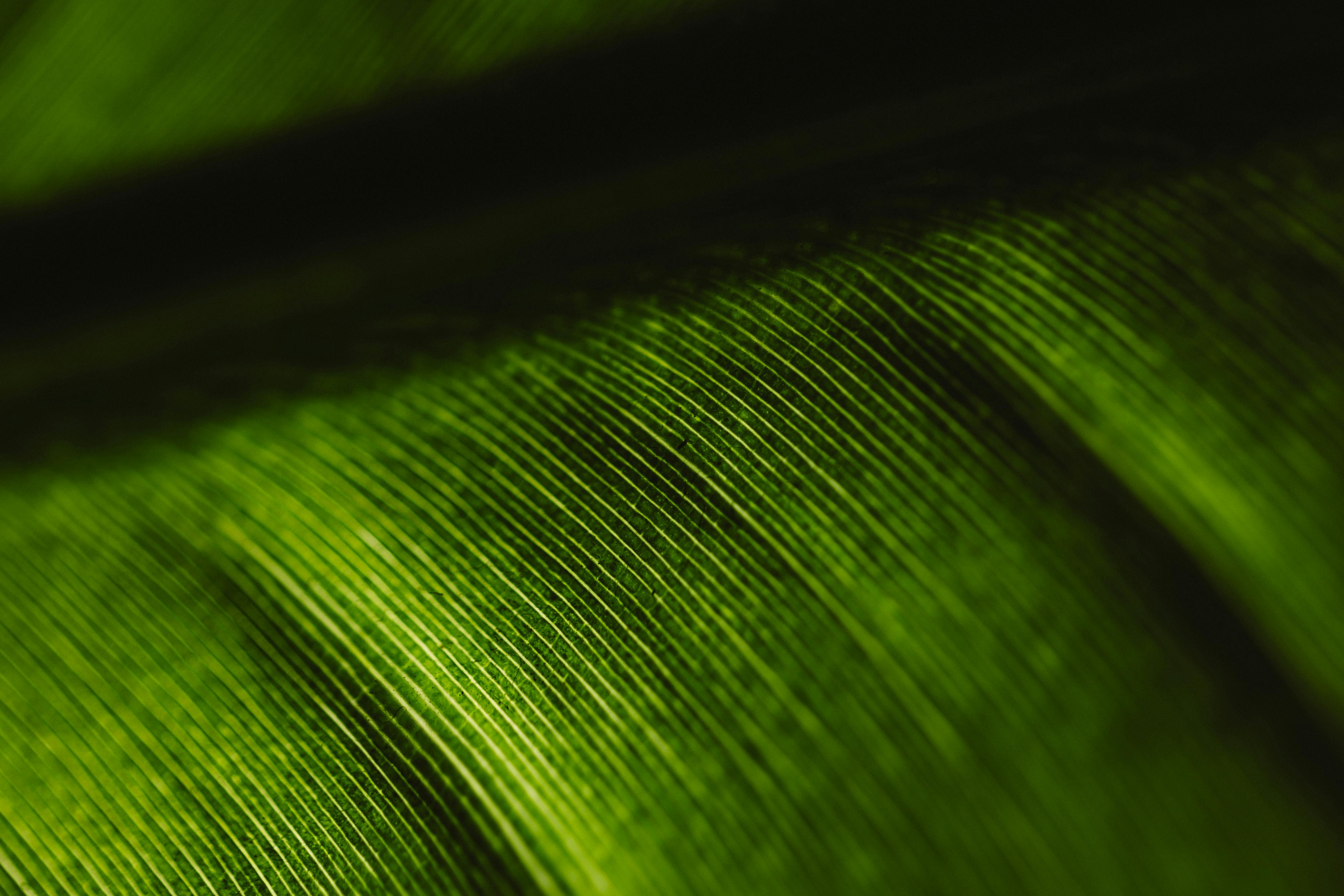 Free Detailed macro shot of a green leaf showing intricate patterns and textures. Stock Photo